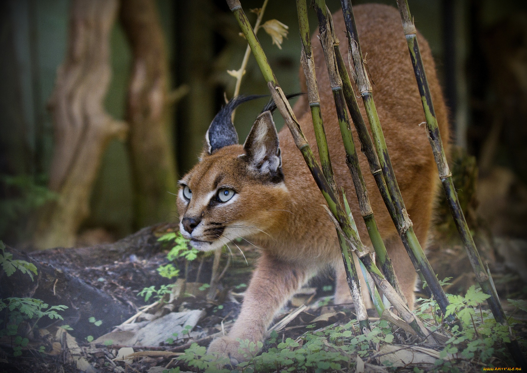 животные, рыси, бамбук, каракал