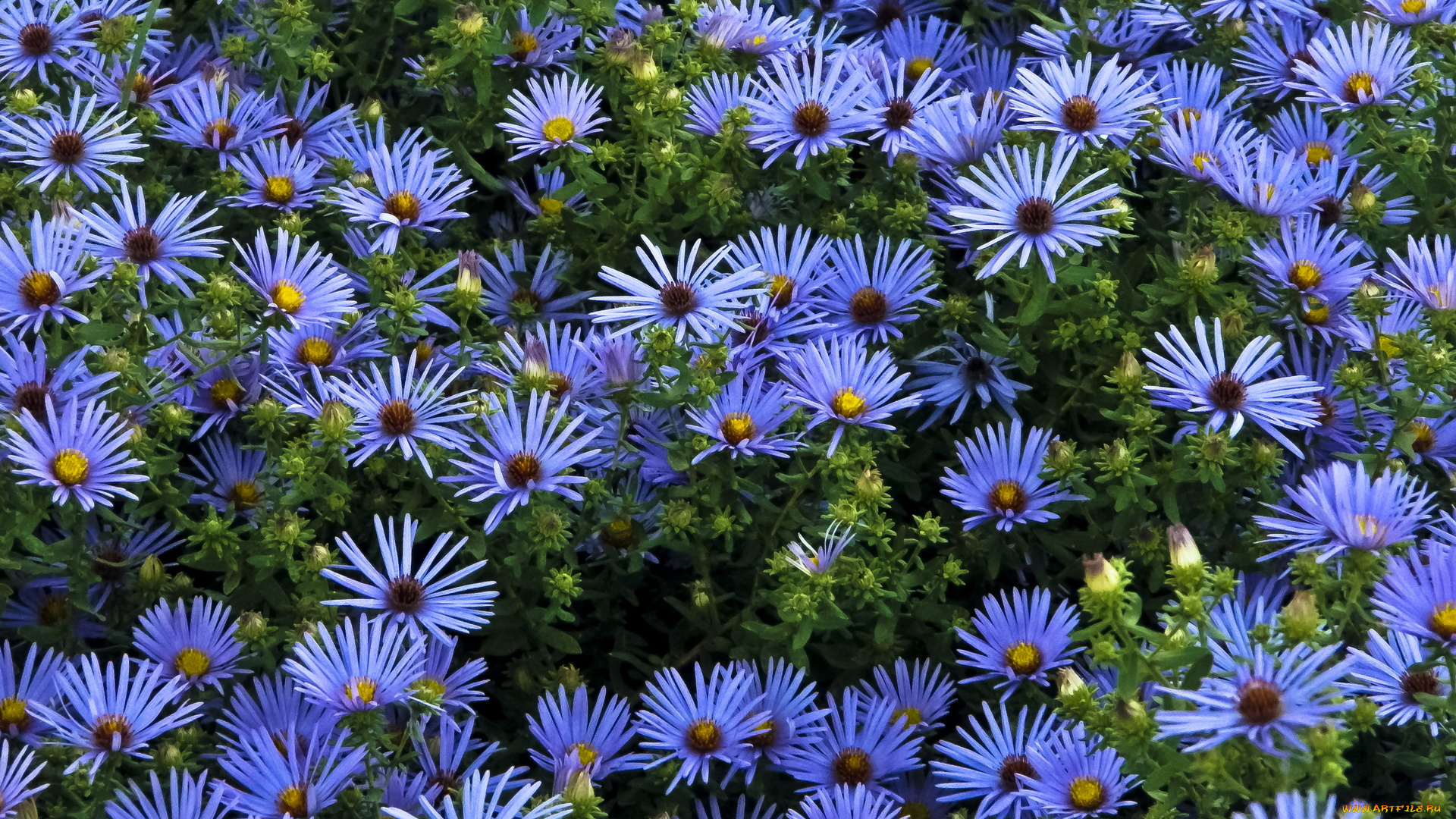 цветы, астры