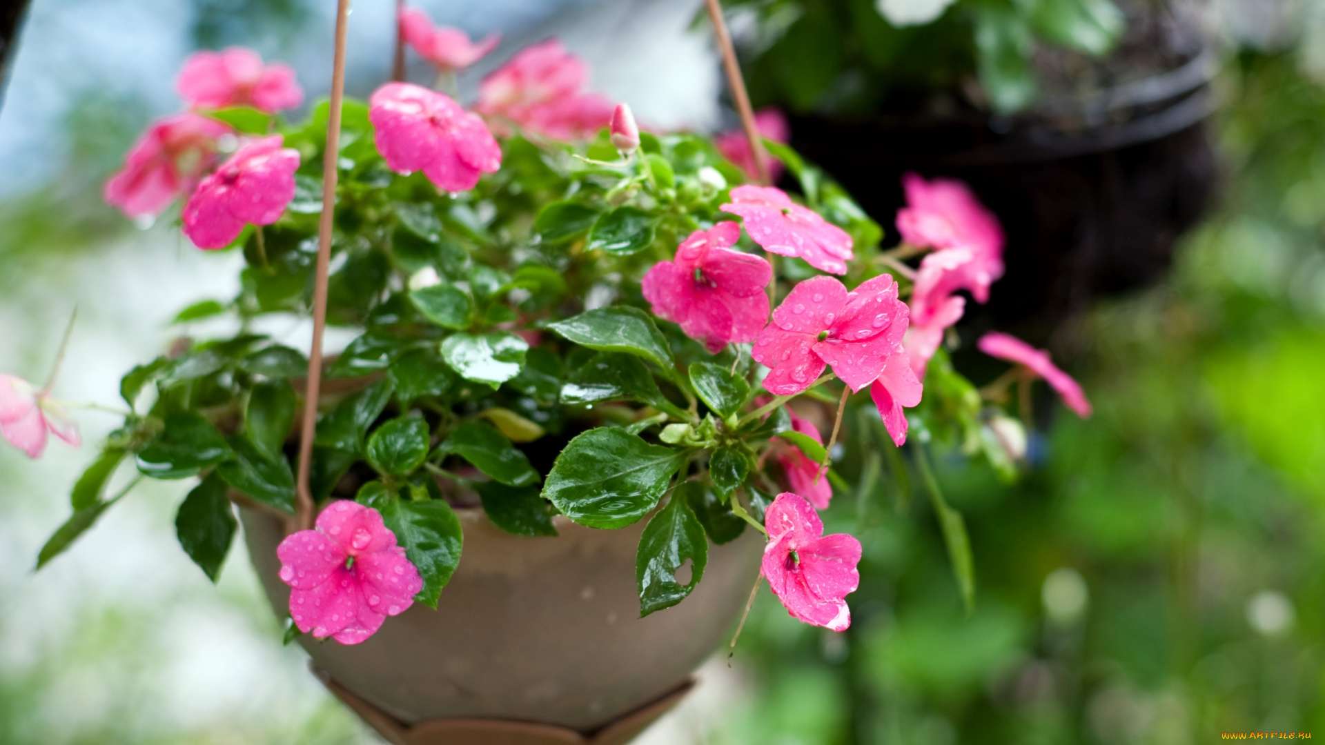 цветы, бальзамины, розовый, капли, горшок