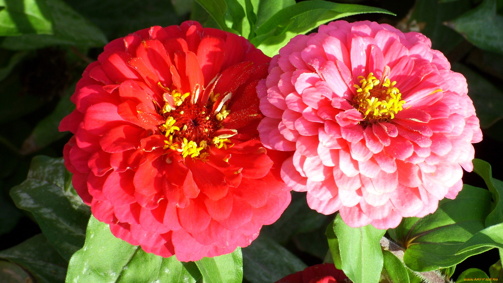 цветы, цинния, цинии