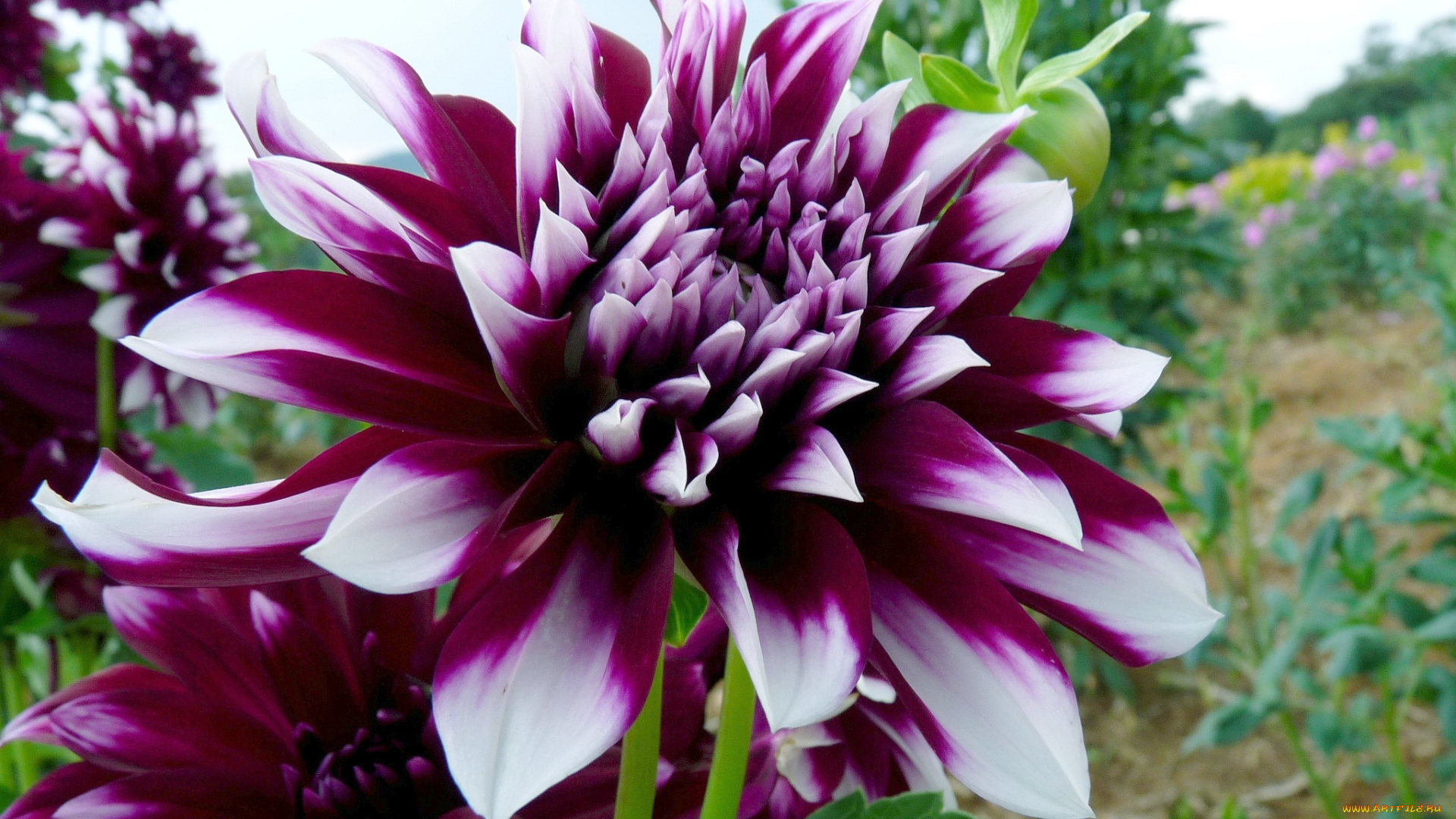 цветы, георгины, пестрый