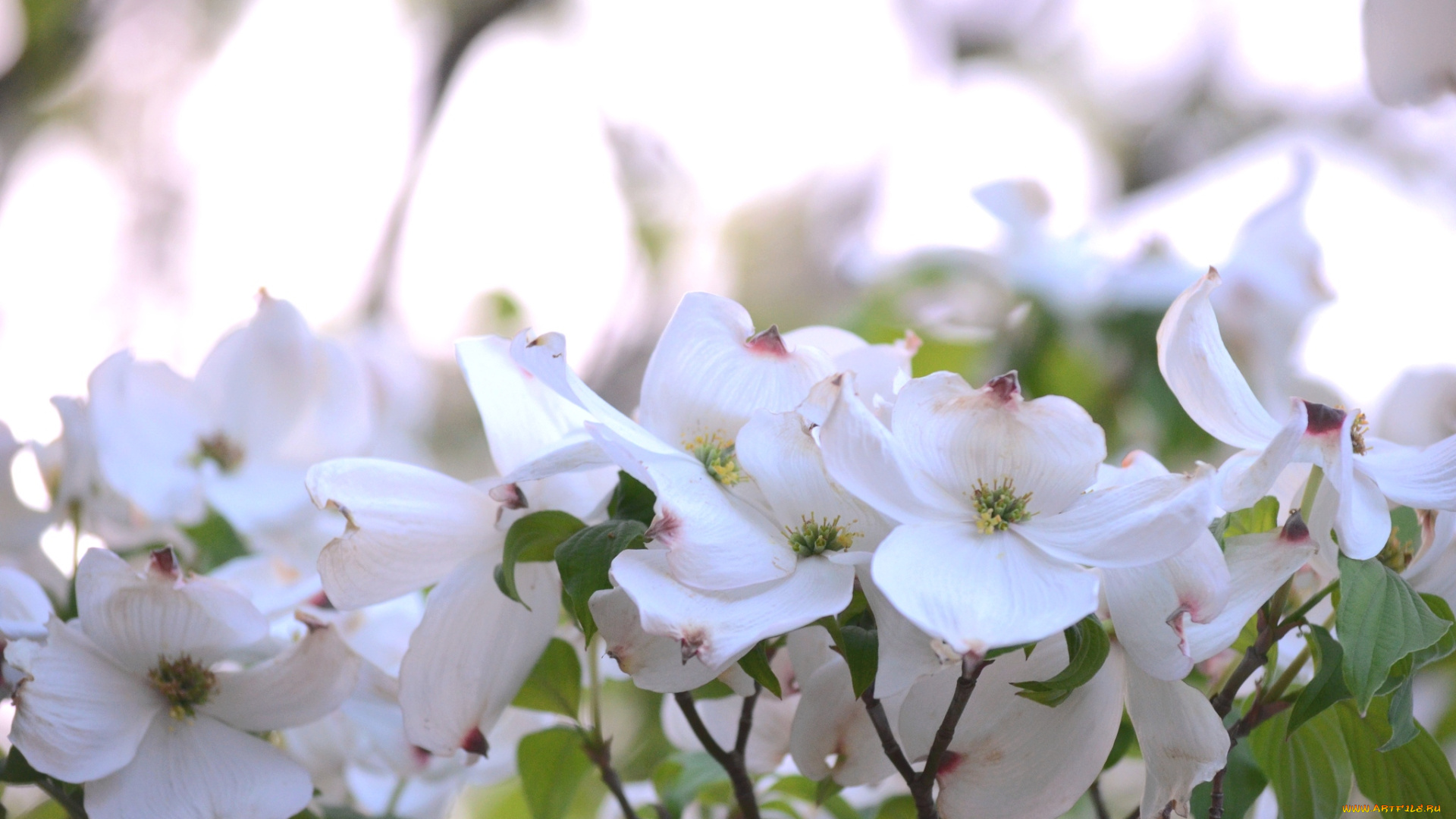 цветы, кизил, нежность