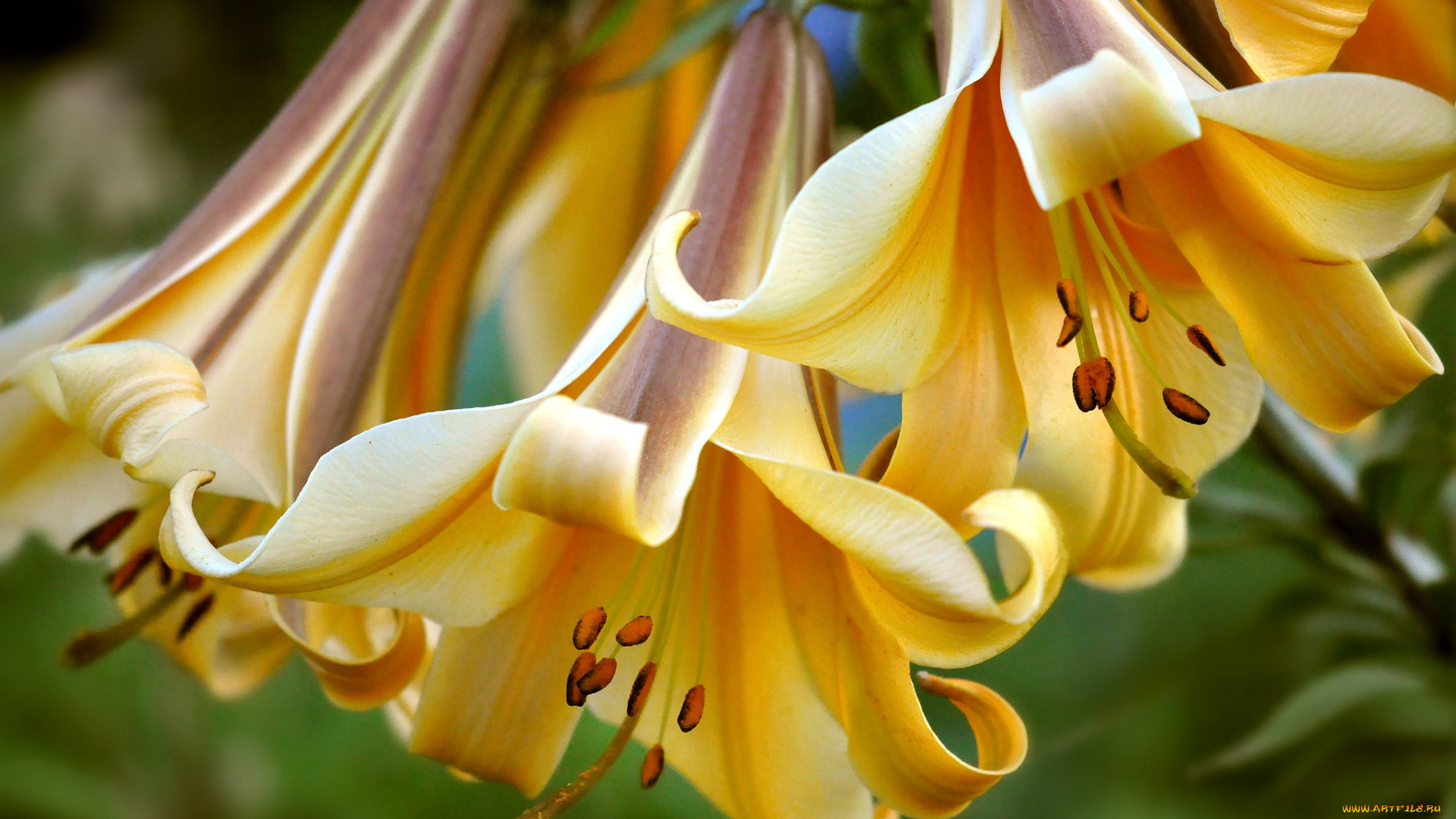 цветы, лилии, лилейники, макро, колокольчики, желтый