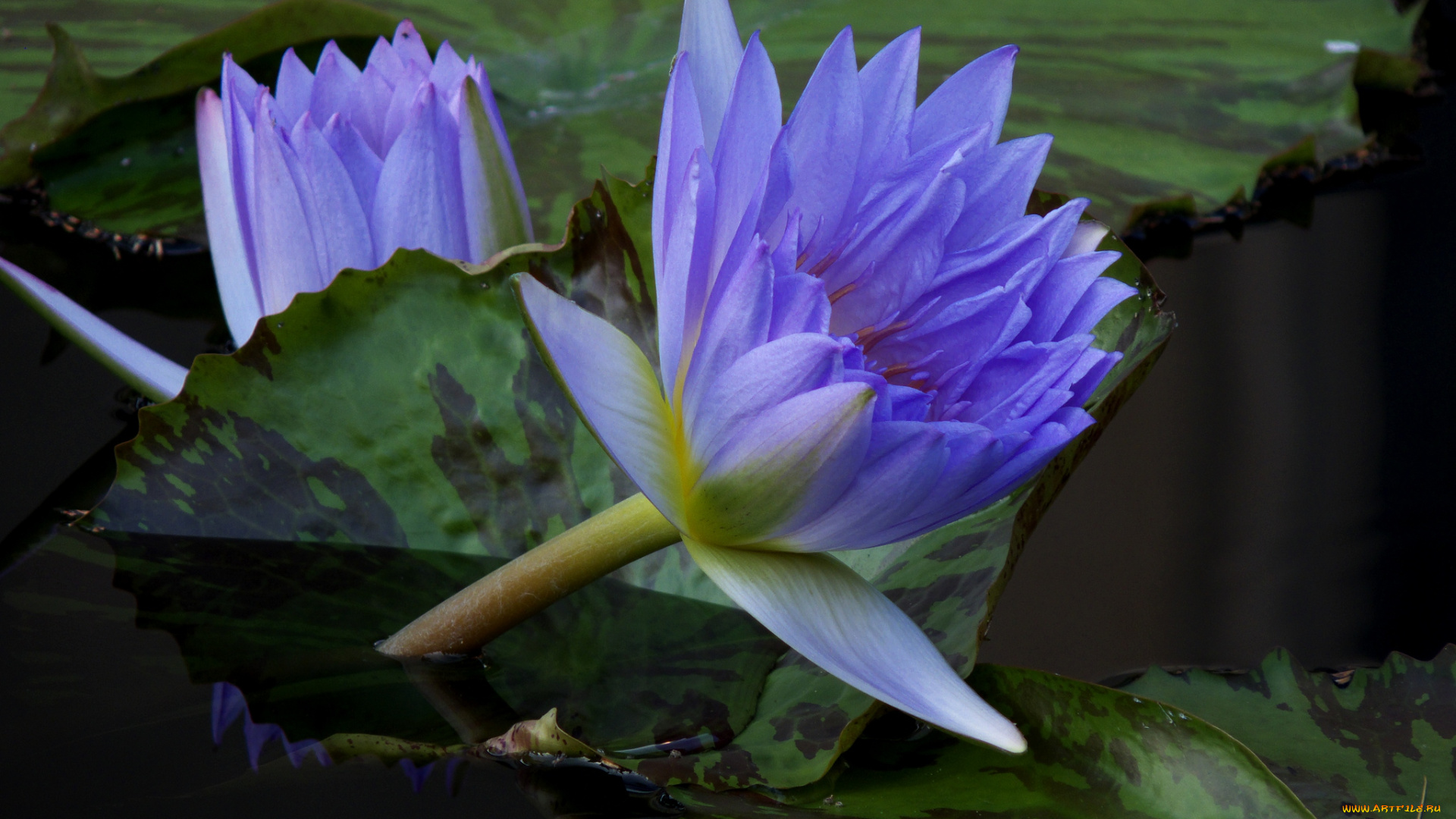 цветы, лилии, водяные, нимфеи, кувшинки, сиреневый