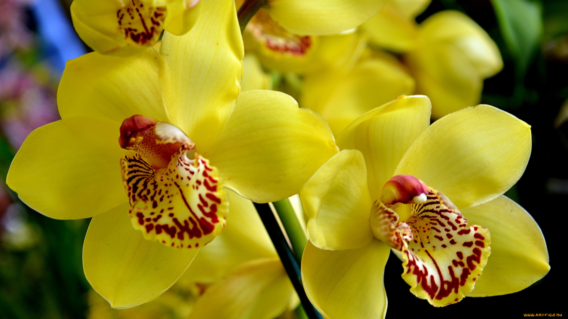 цветы, орхидеи, экзотика, желтый