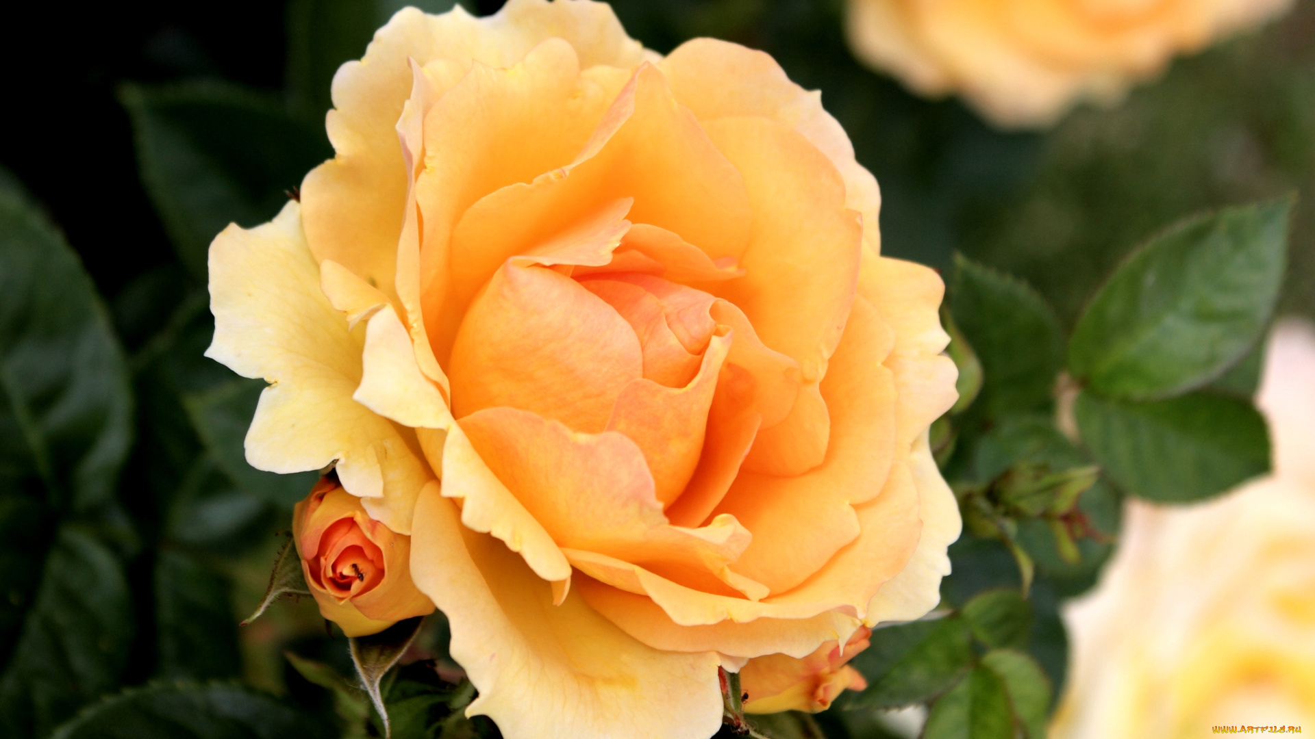 цветы, розы, оранжевый