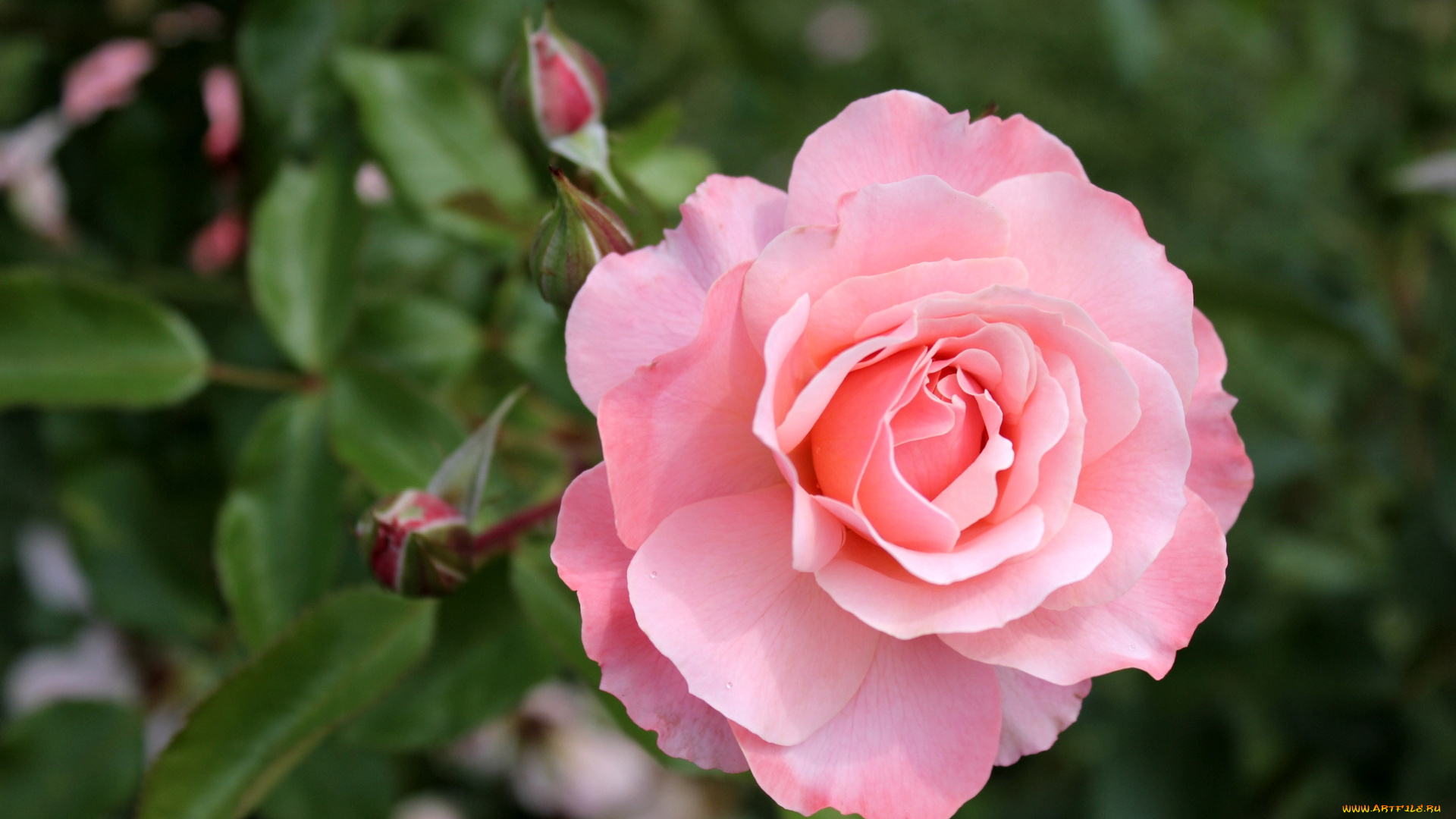 цветы, розы, розовый