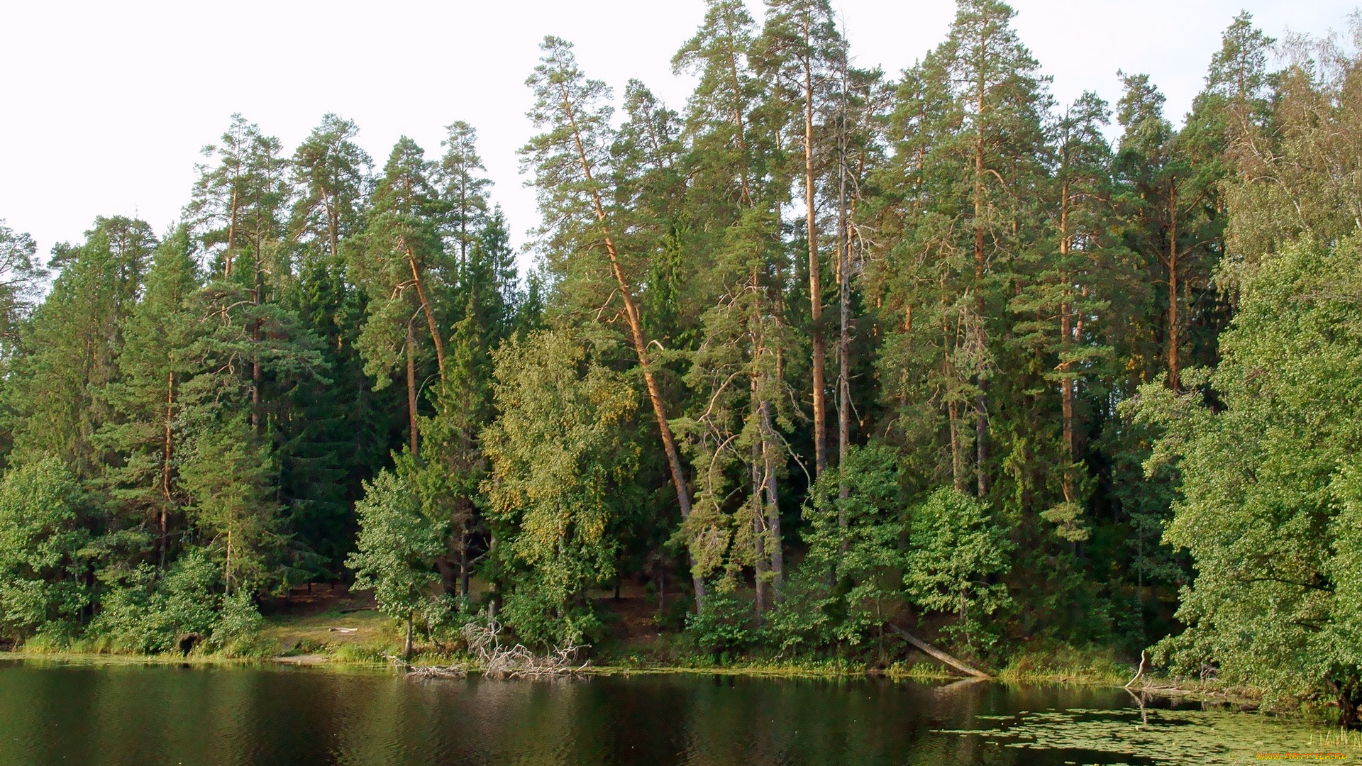 нижегородский, край, природа, лес, берег, озеро