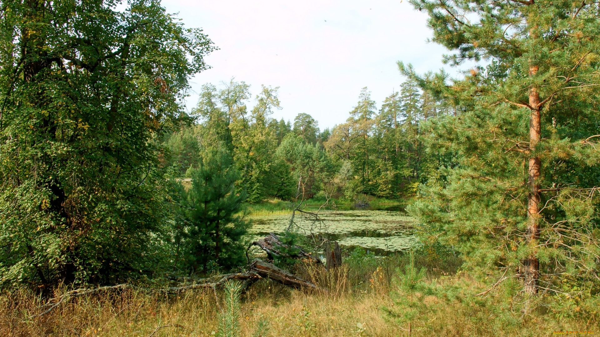 нижегородский, край, природа, лес, деревья, озеро