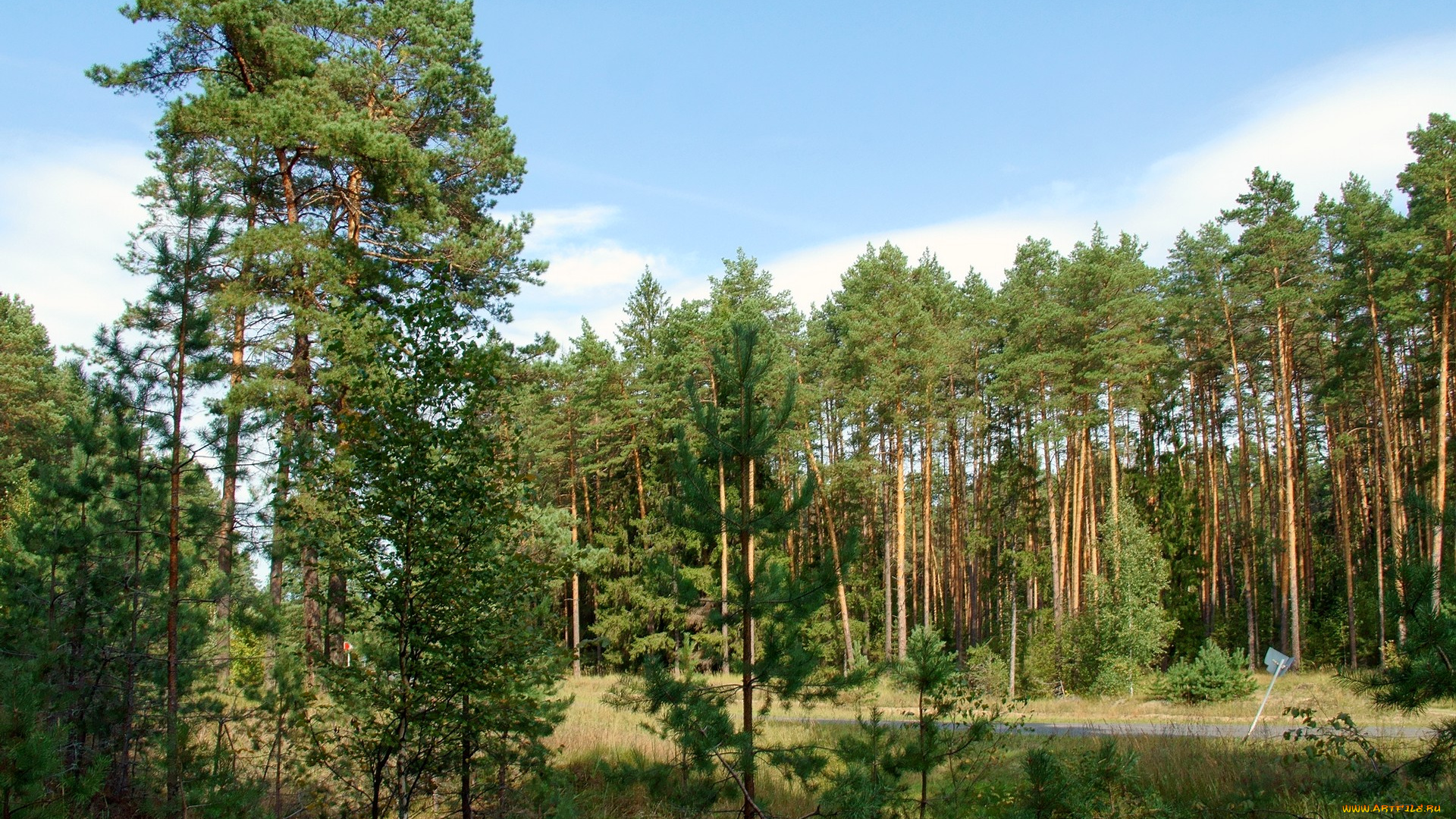 нижегородский, край, природа, лес, сосны, дорога