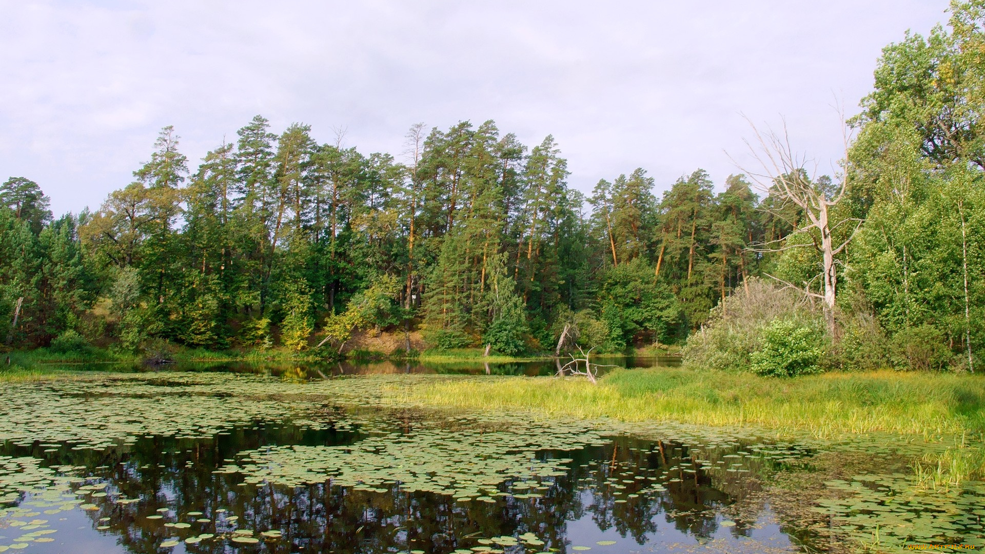 нижегородский, край, природа, реки, озера, озеро, лес