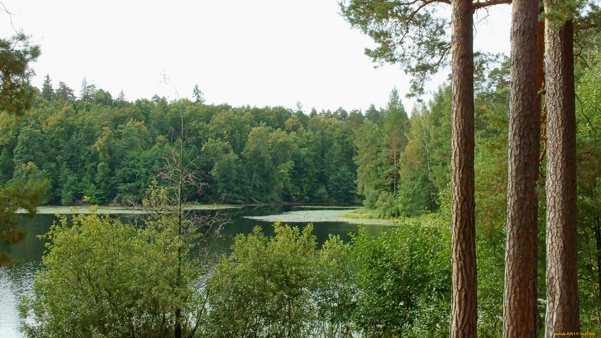 нижегородский, край, природа, реки, озера, сосны, лес, озеро