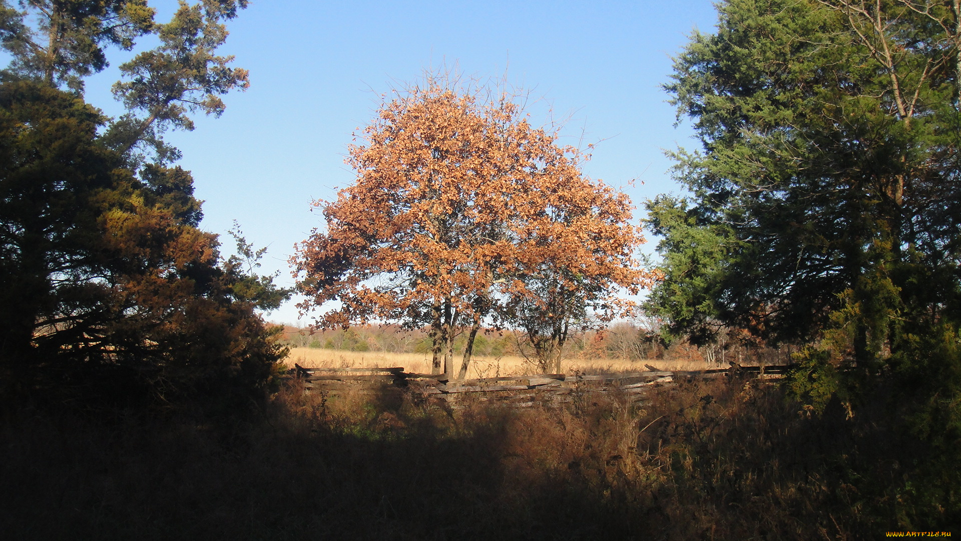 природа, деревья, лес, опушка, забор, дерево