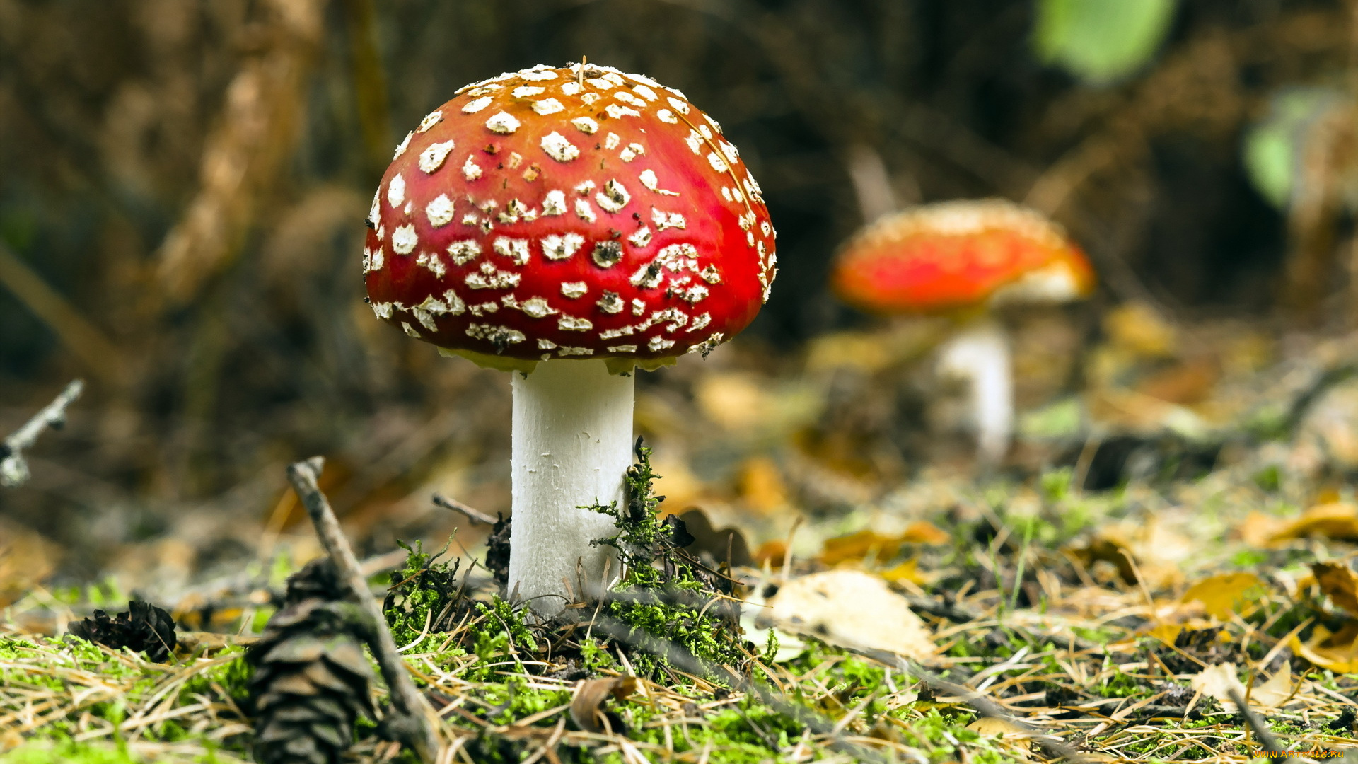 природа, грибы, мухомор, лес
