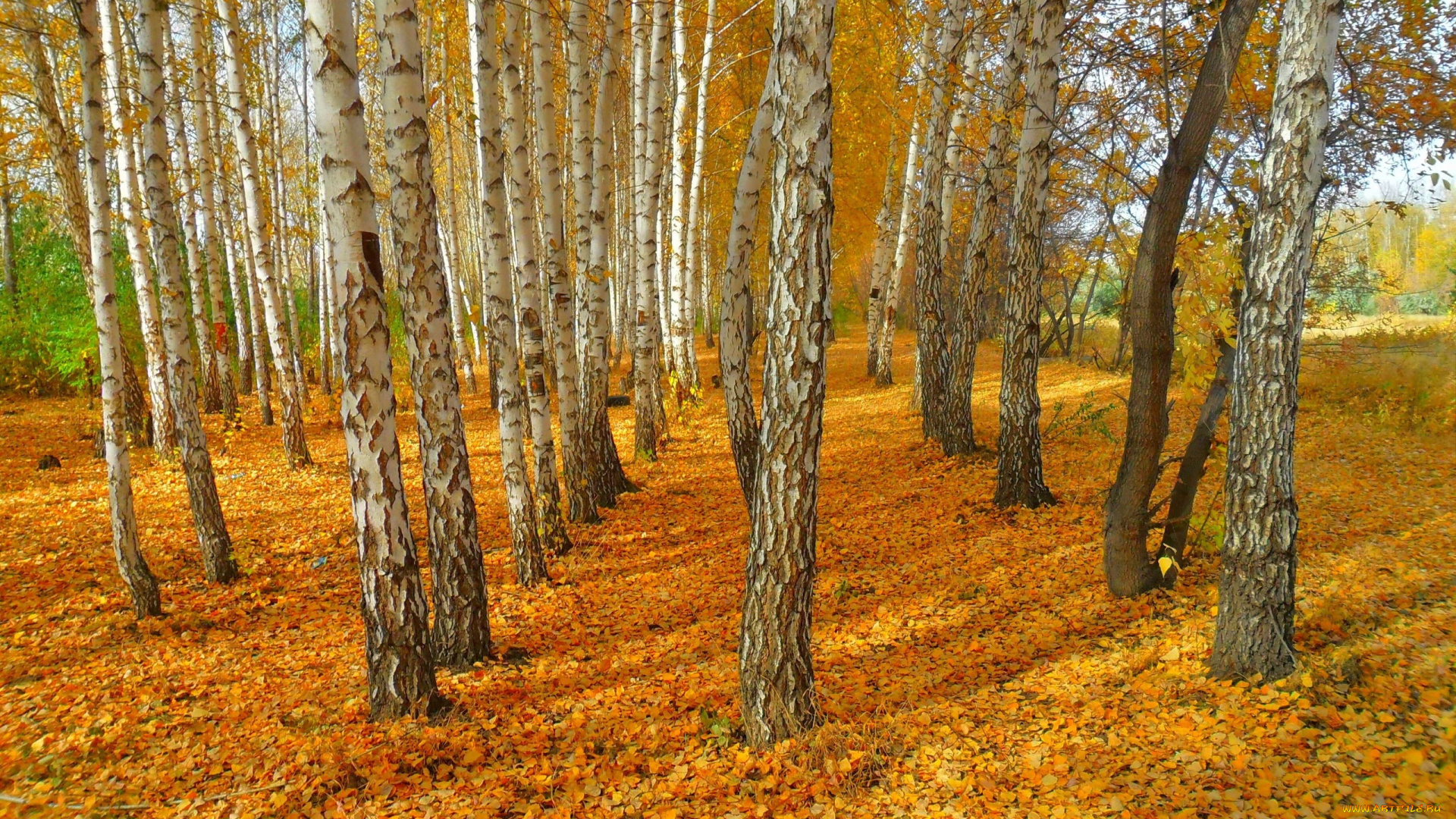 природа, лес, осень, березы, листва