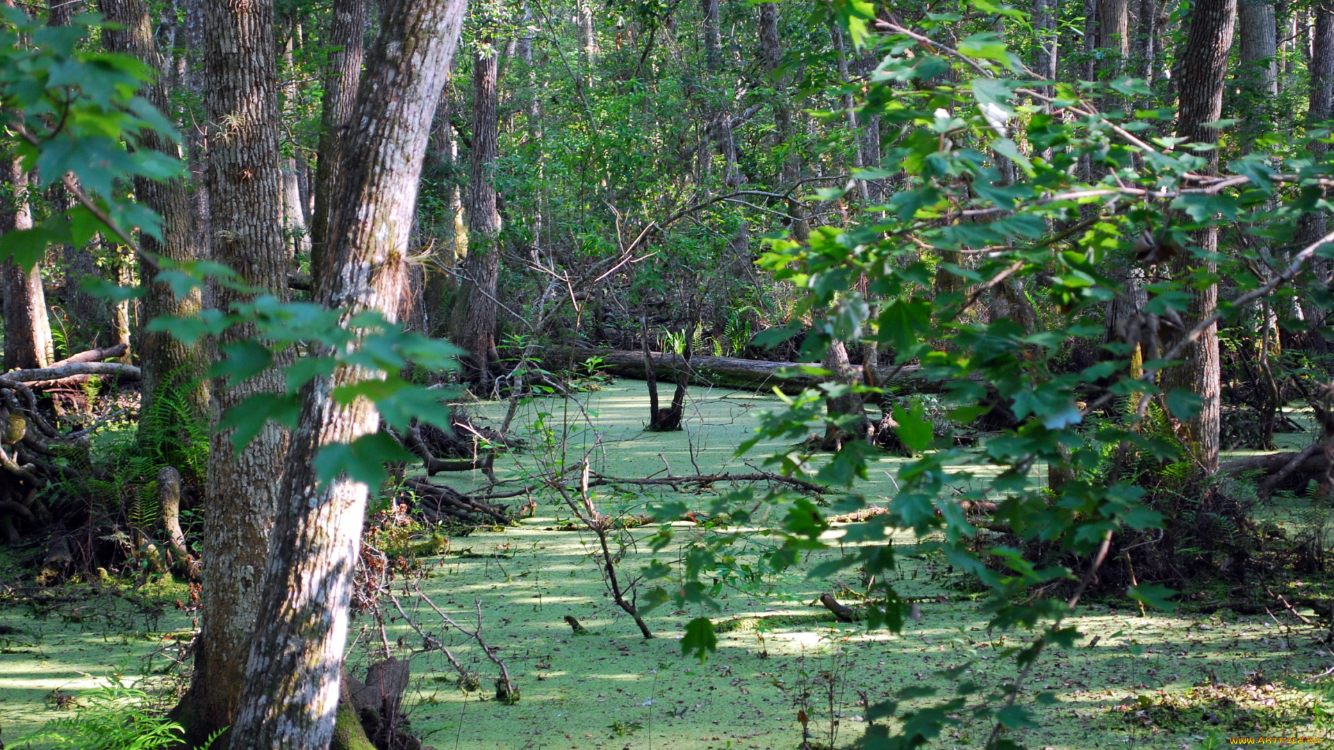 природа, лес, ветки, сучья, вода