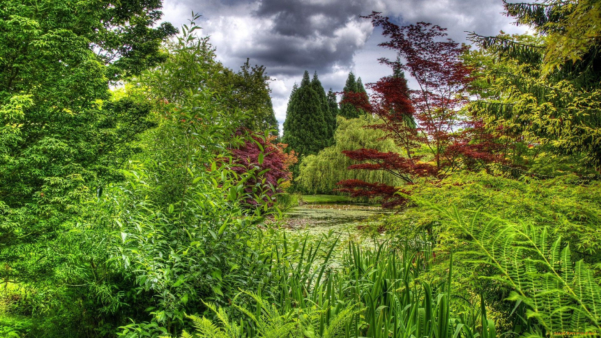 природа, парк, небо, тучи, заросли, пруд