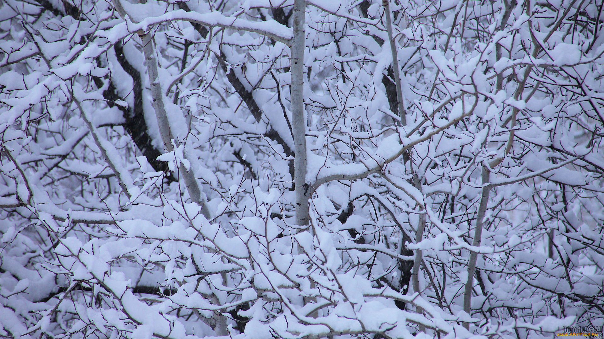 природа, зима, ветки, снег