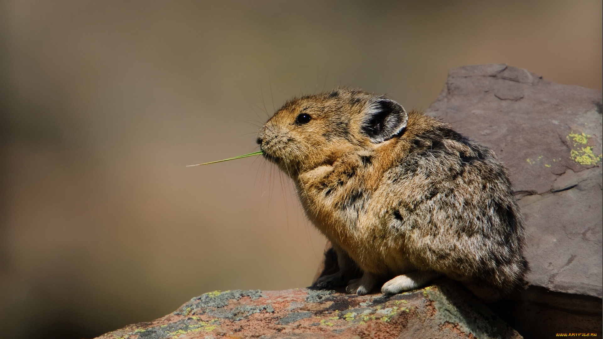 животные, другое, пищуха, камни