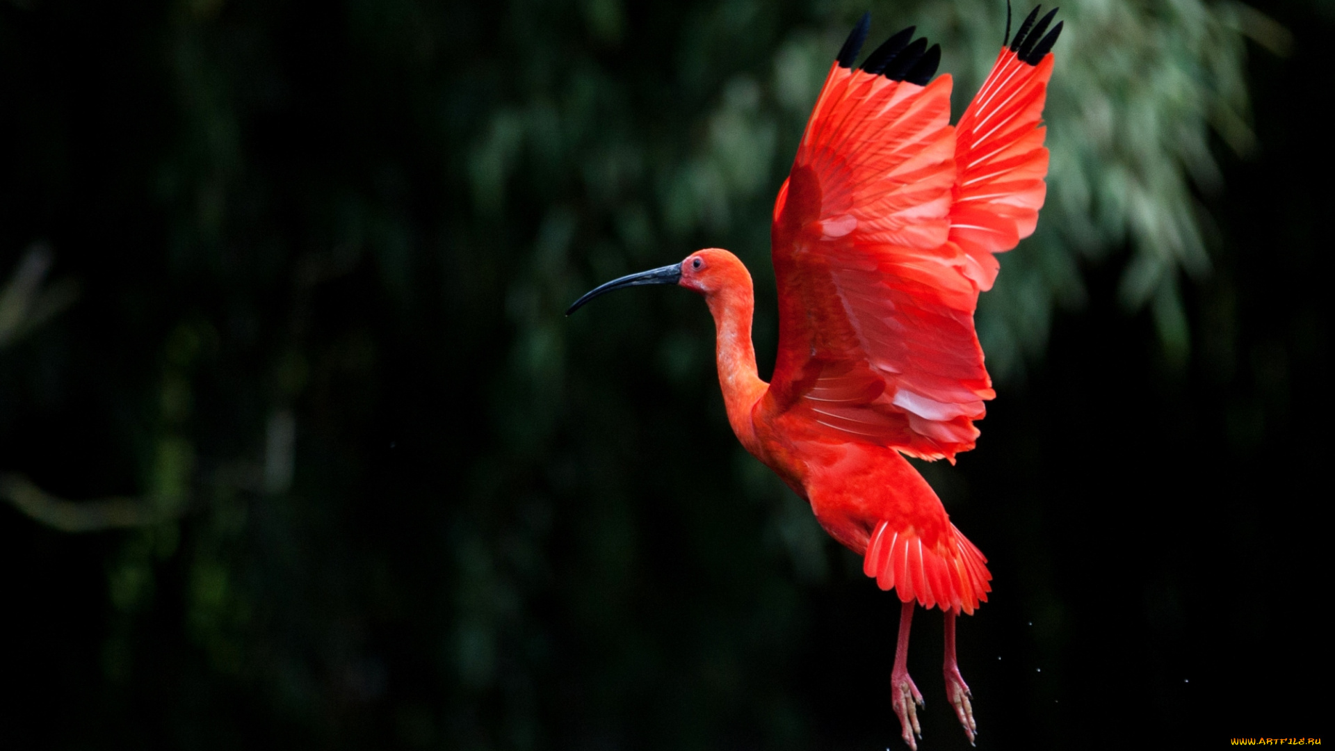 животные, ибисы, колпицы, крылья, взлет