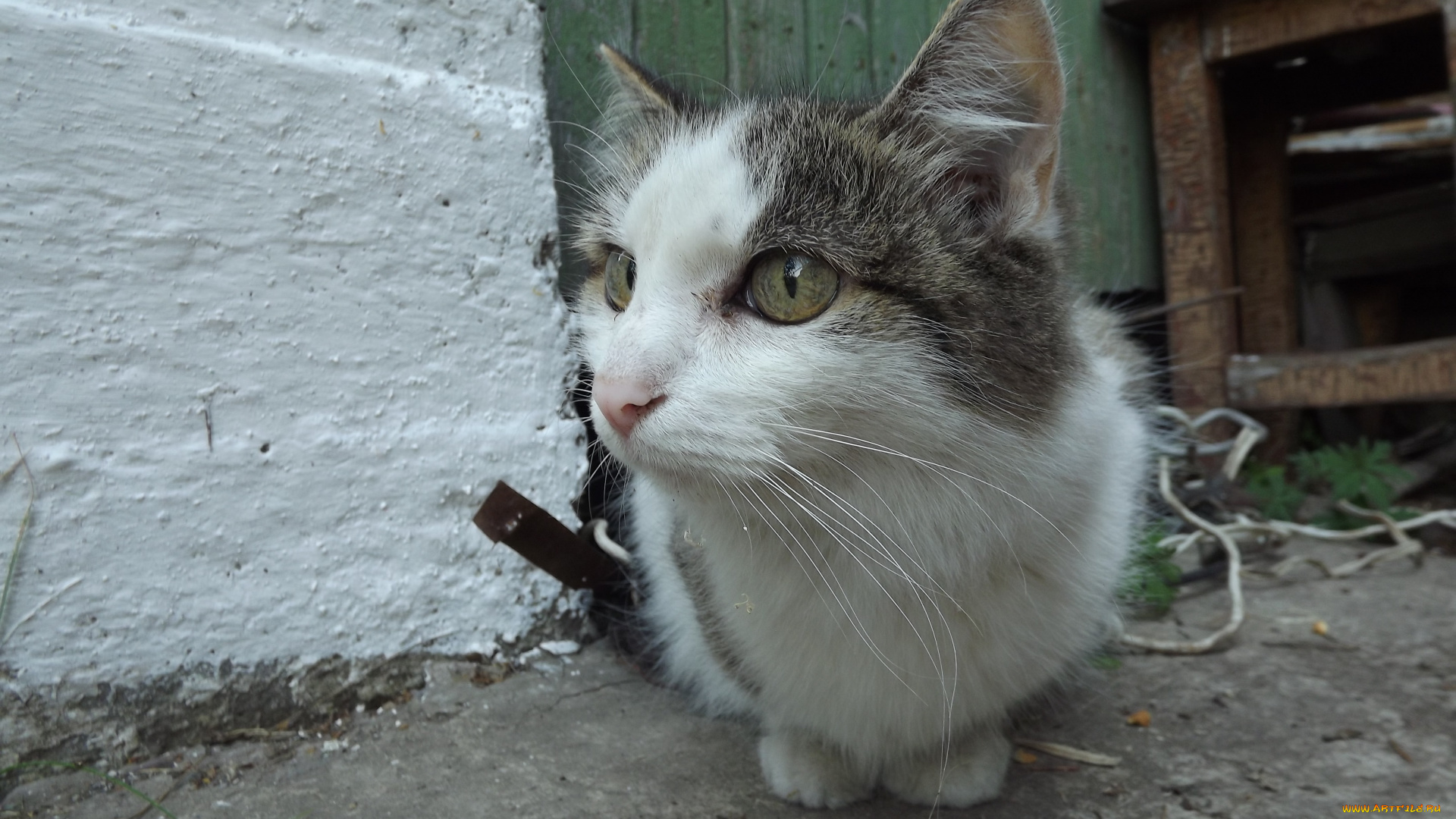 животные, коты, кот