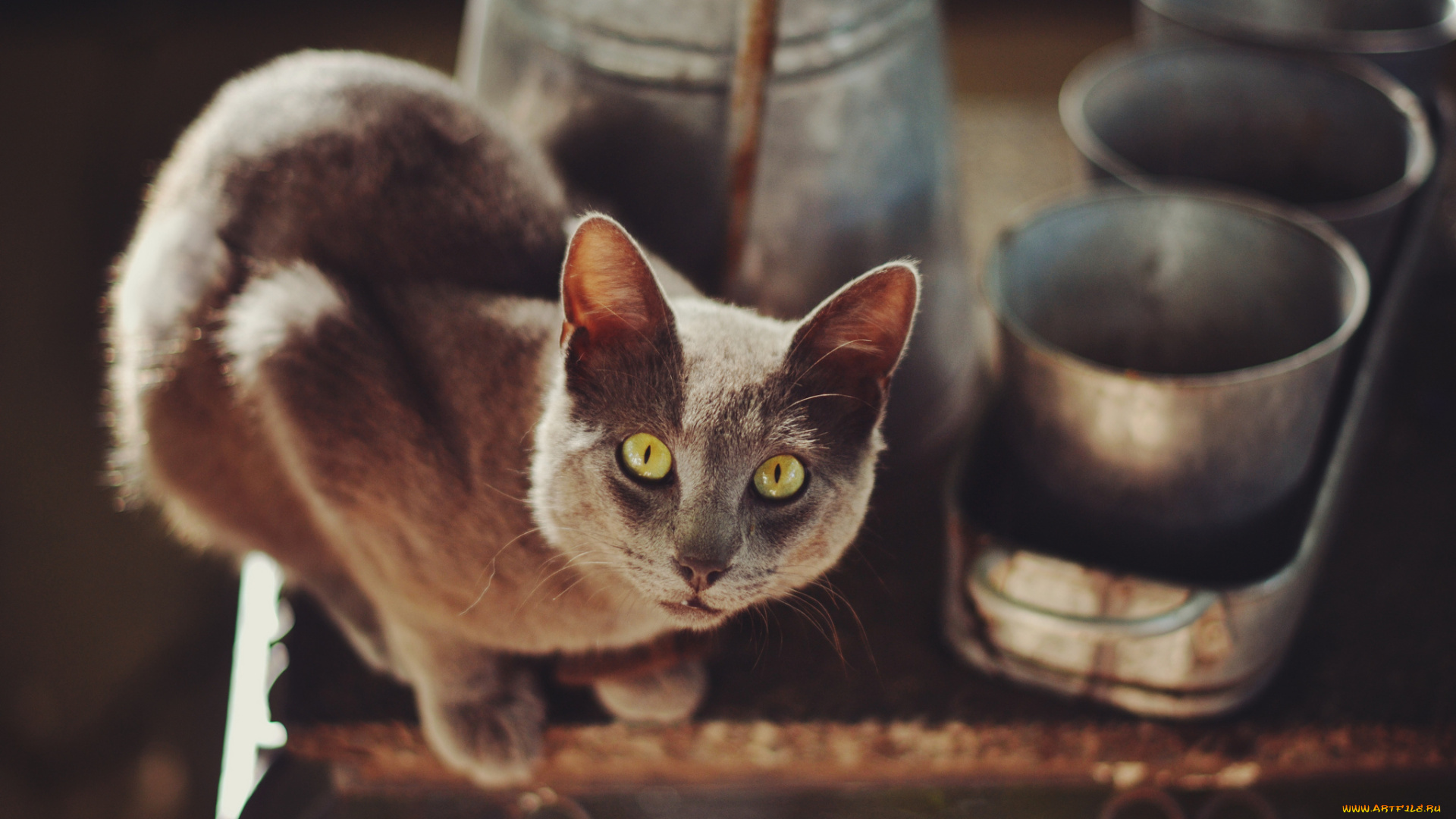 животные, коты, взгляд