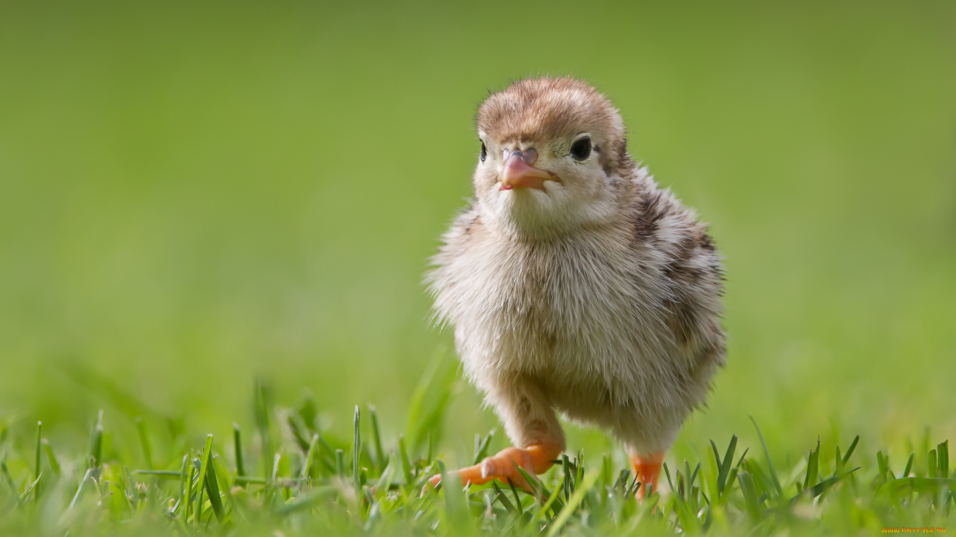 животные, куры, петухи, птенец, цыплёнок, трава, прогулка