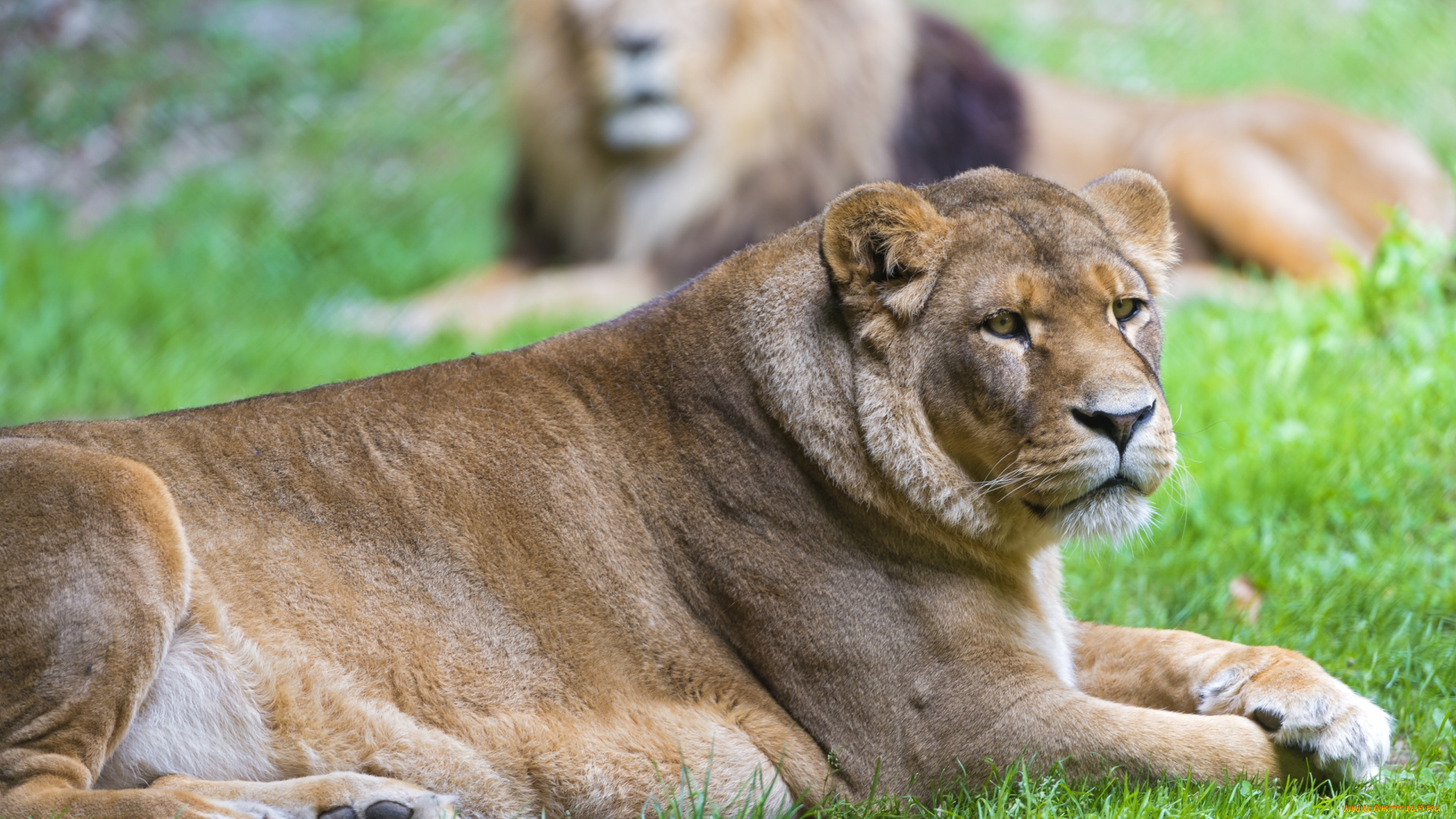 животные, львы, отдых, львица
