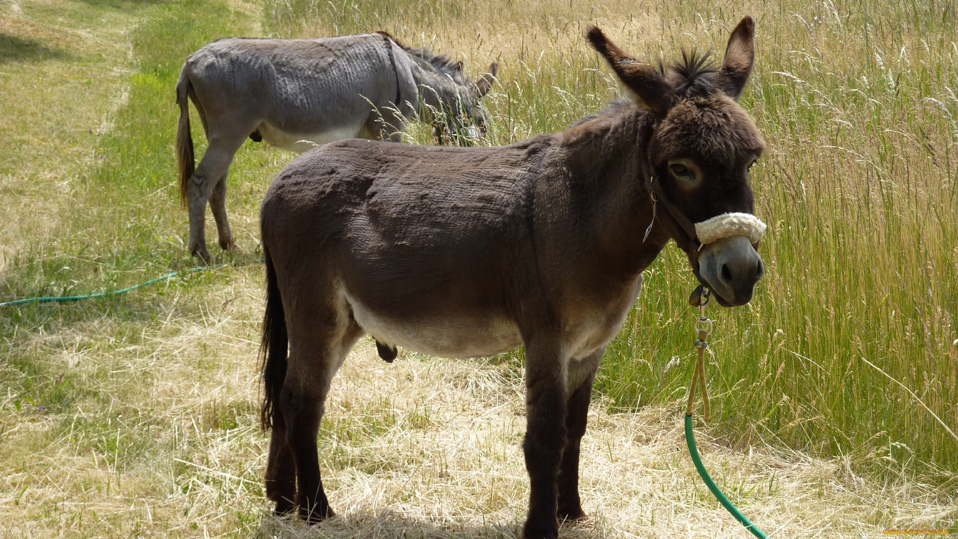 животные, ослы, ослики