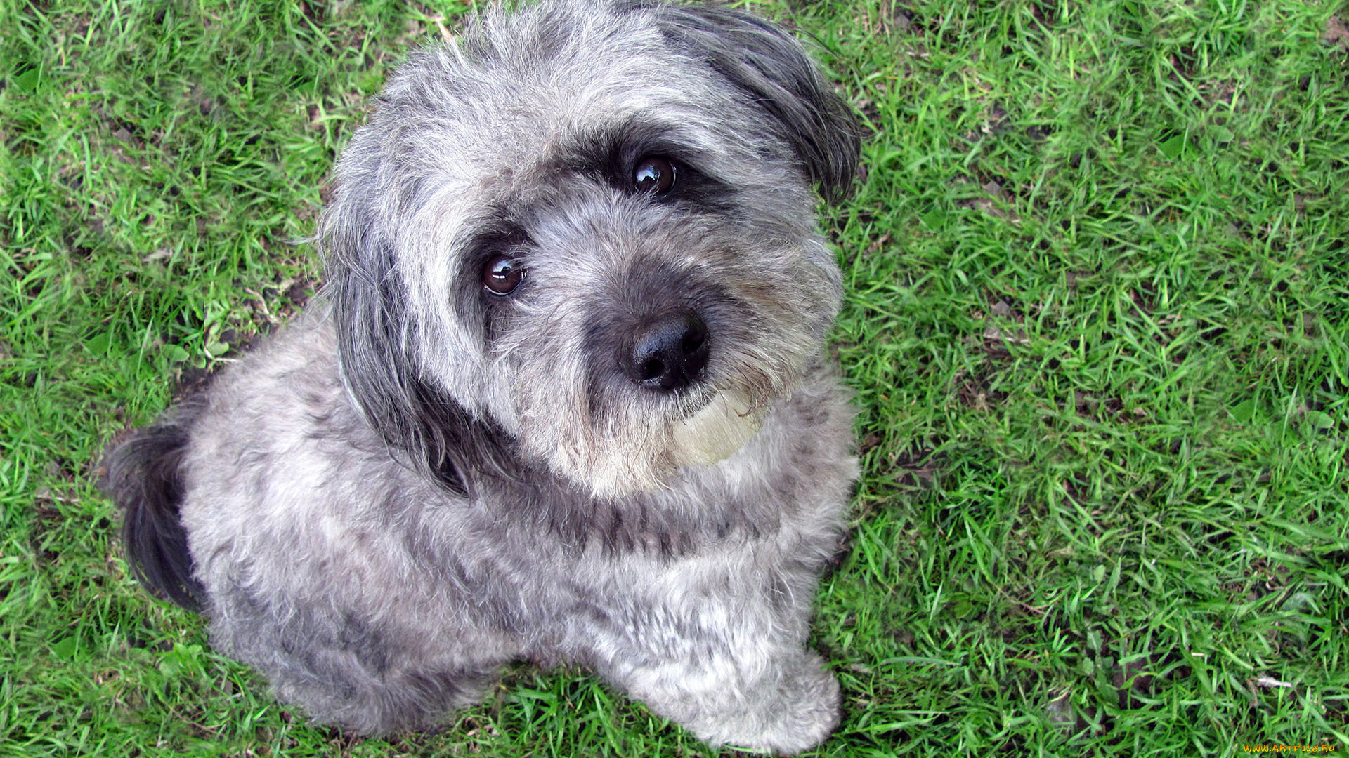 животные, собаки, забота, верность, дружба