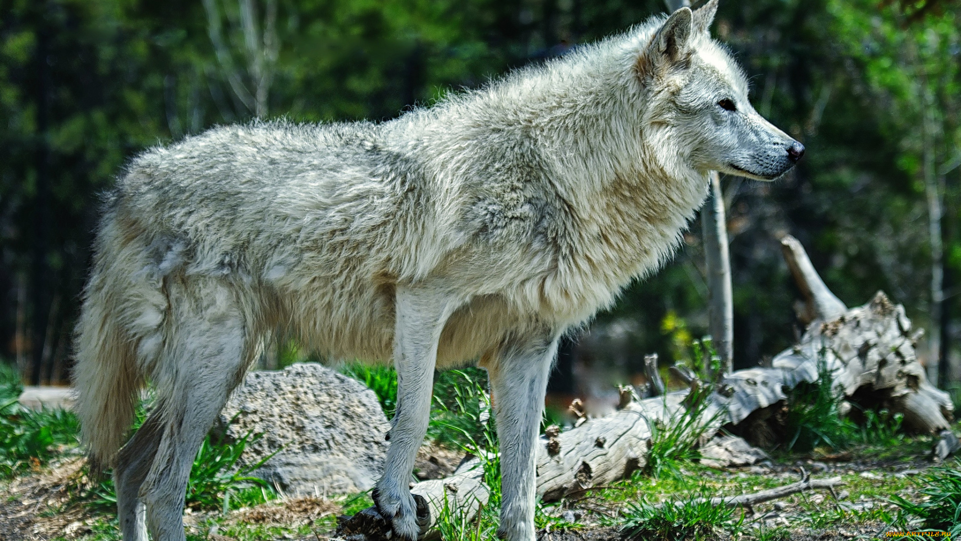 животные, волки, лес