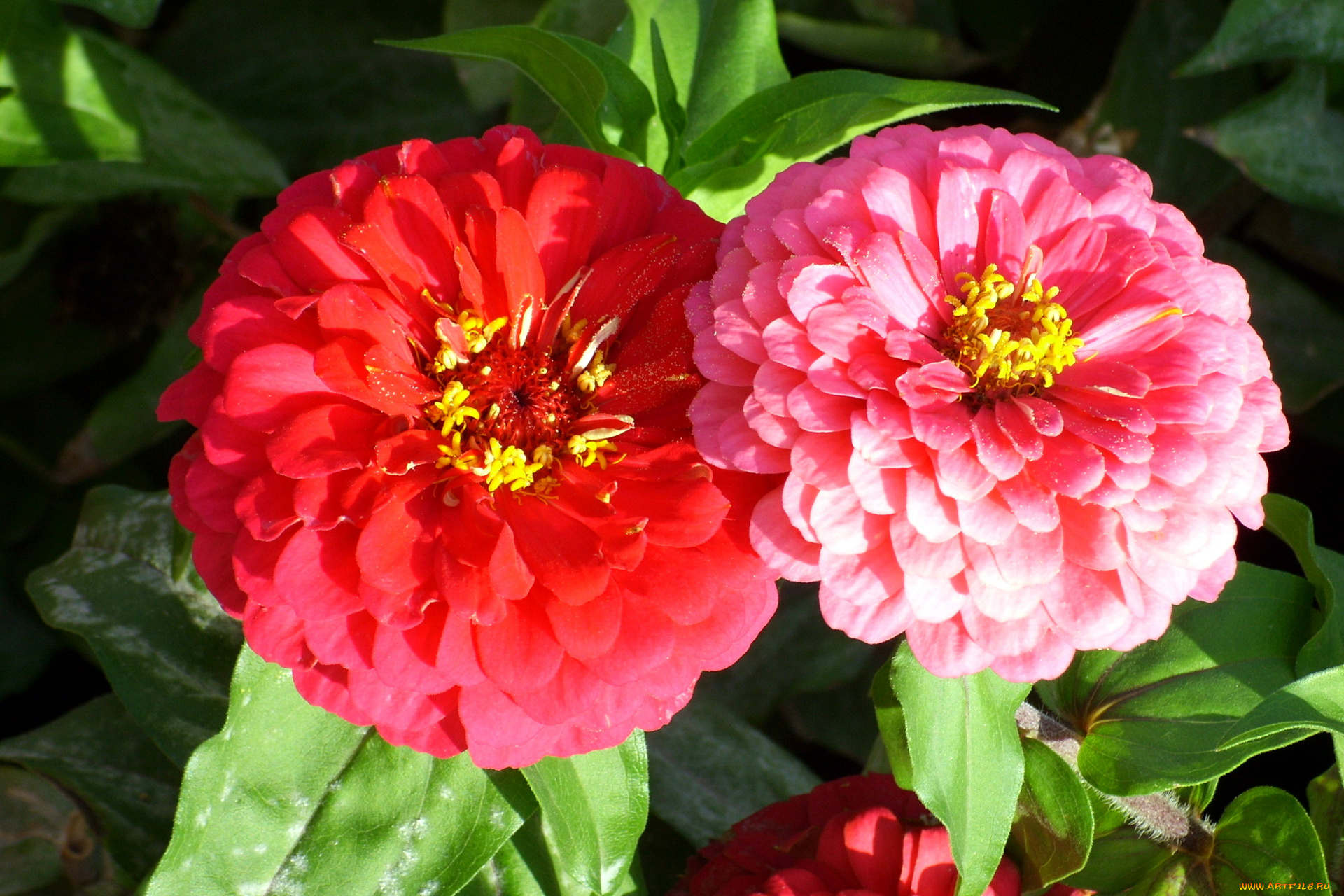 цветы, цинния, цинии