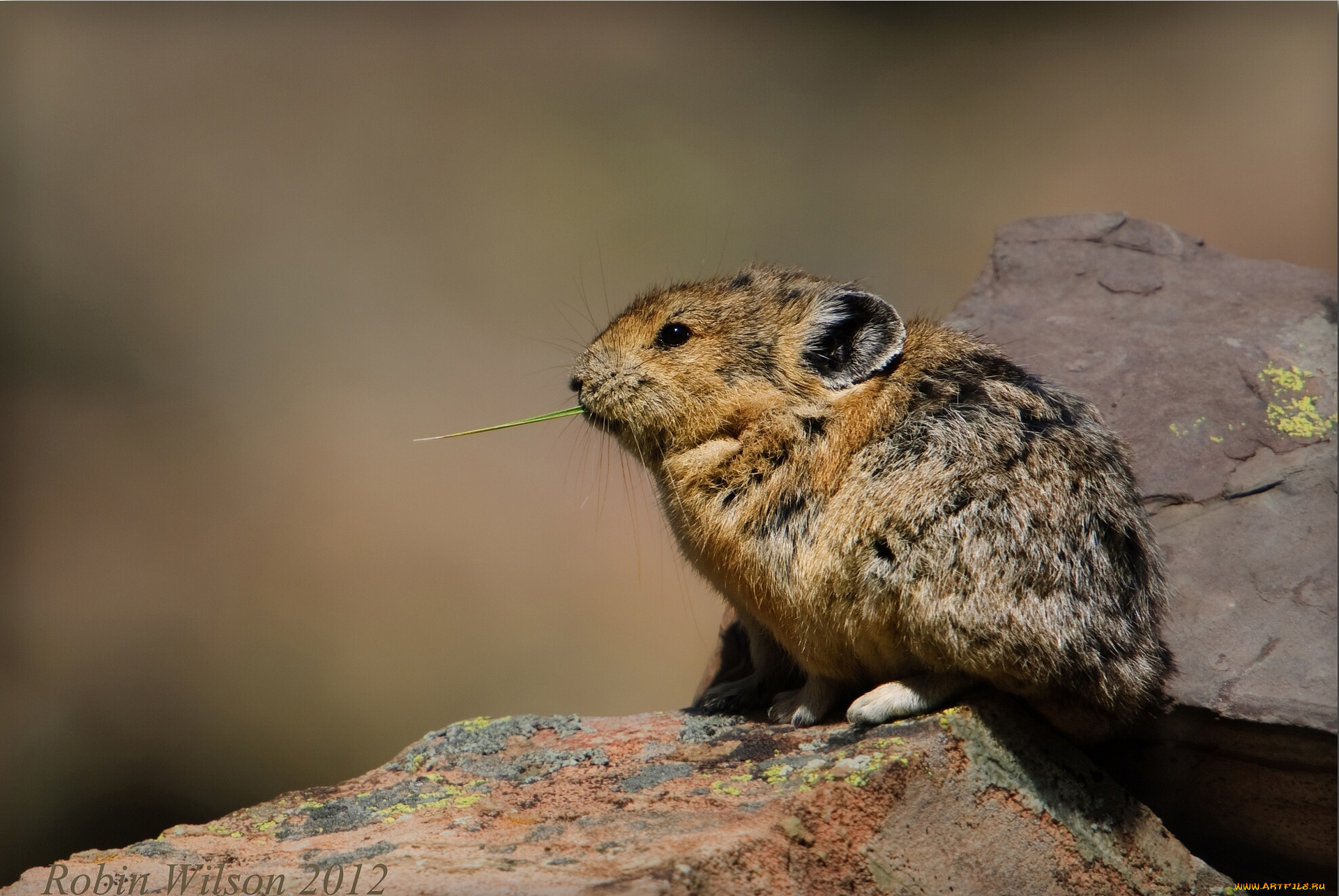 животные, другое, пищуха, камни
