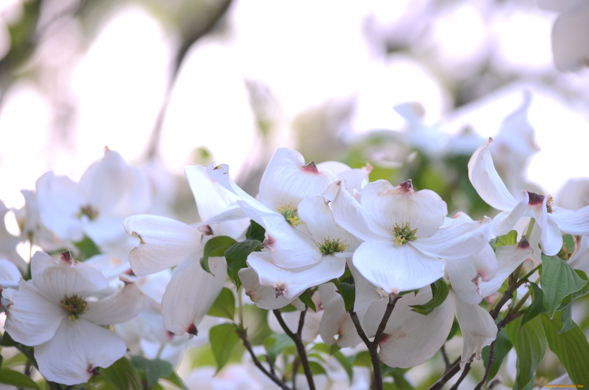 цветы, кизил, нежность