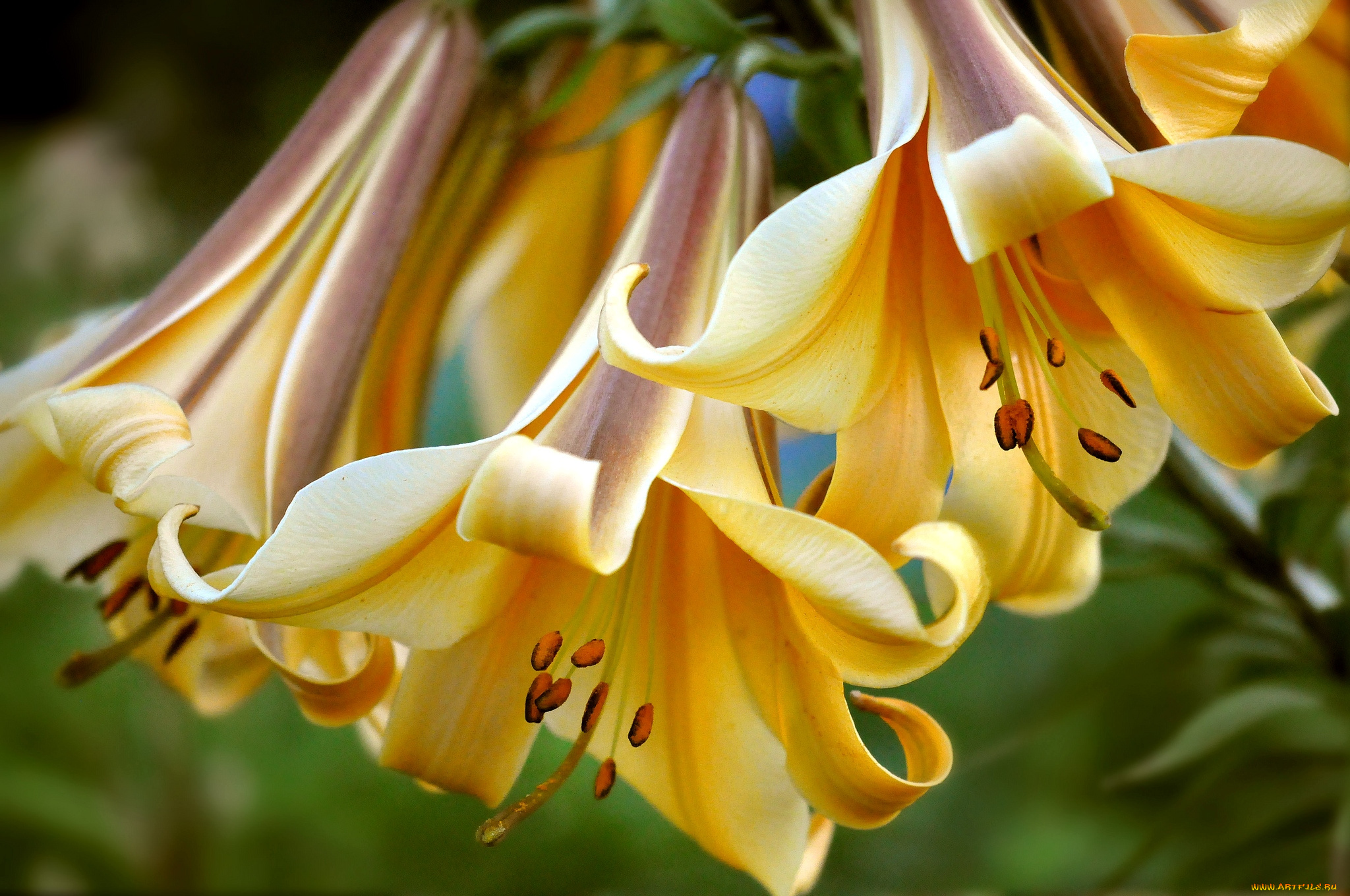 цветы, лилии, лилейники, макро, колокольчики, желтый