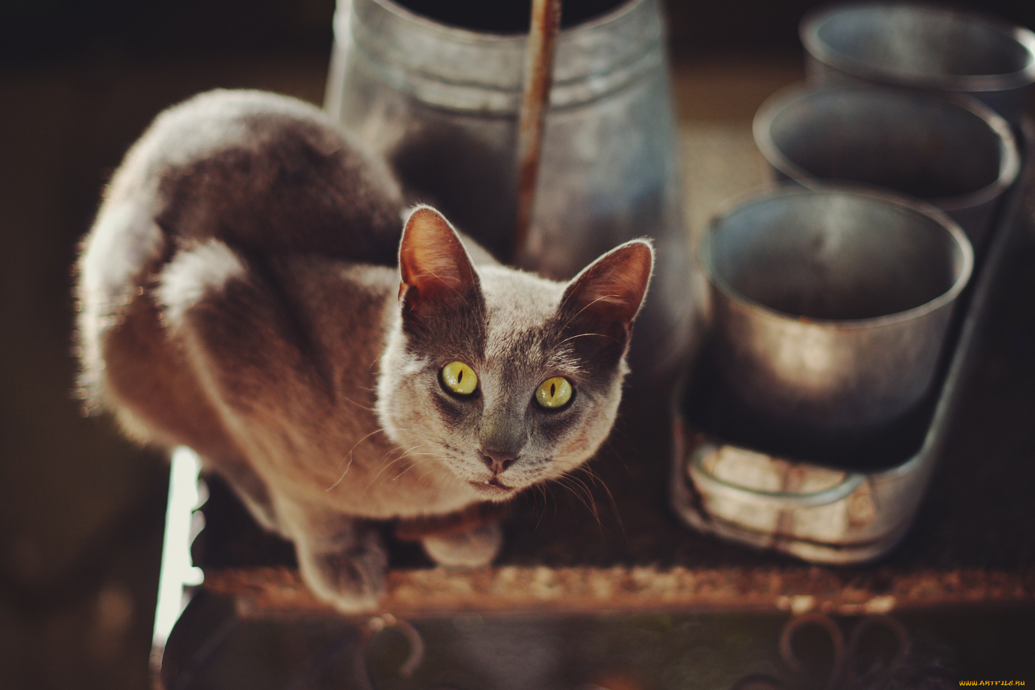 животные, коты, взгляд