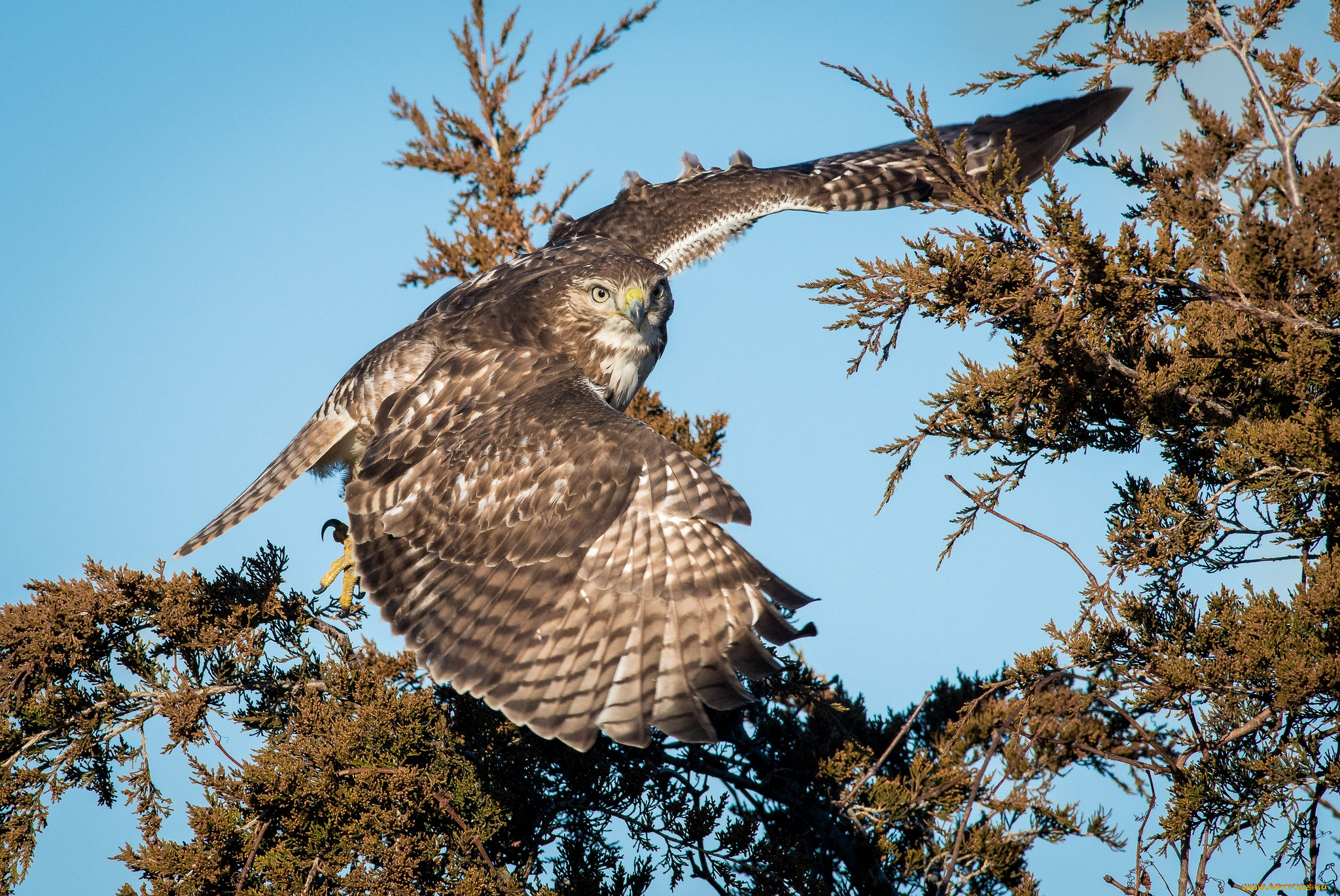 животные, птицы, хищники, полет, крылья
