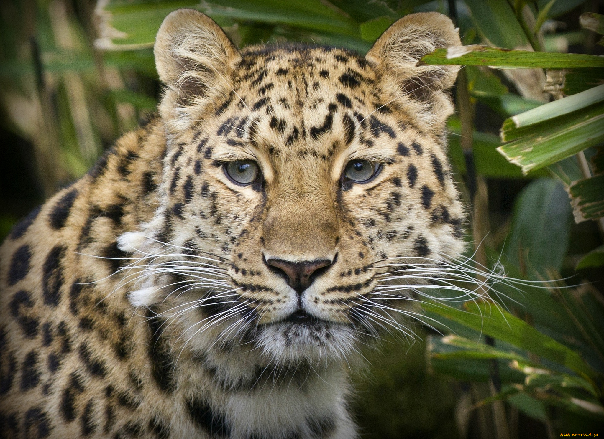 животные, леопарды, морда, глаза, портрет