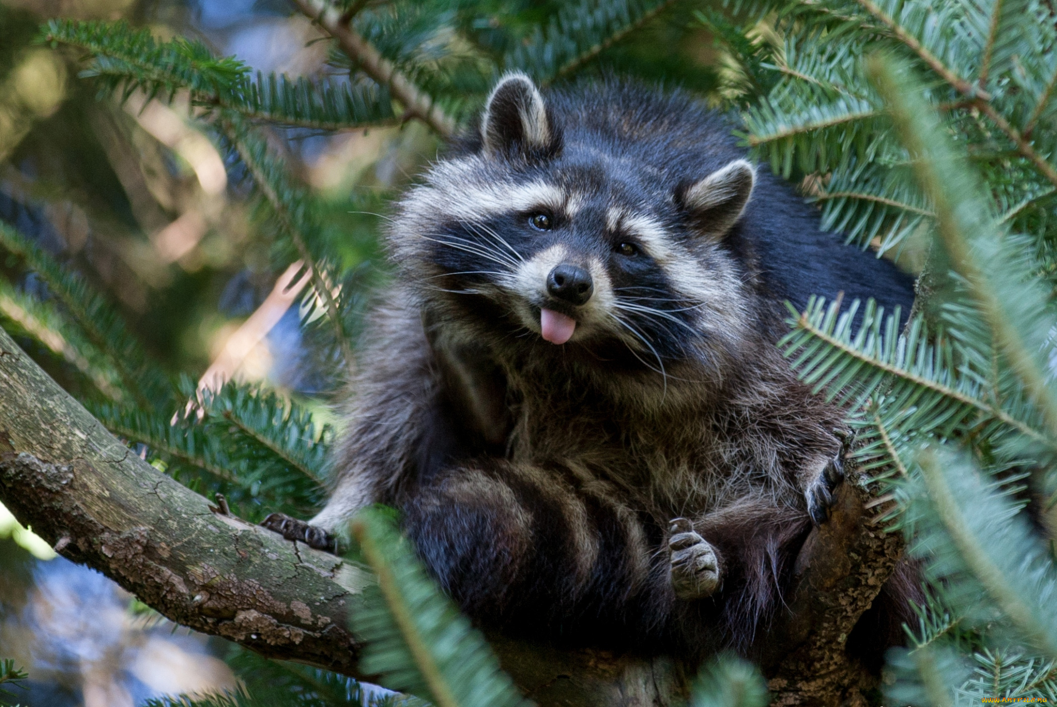 животные, еноты, рожа, язык, смешной