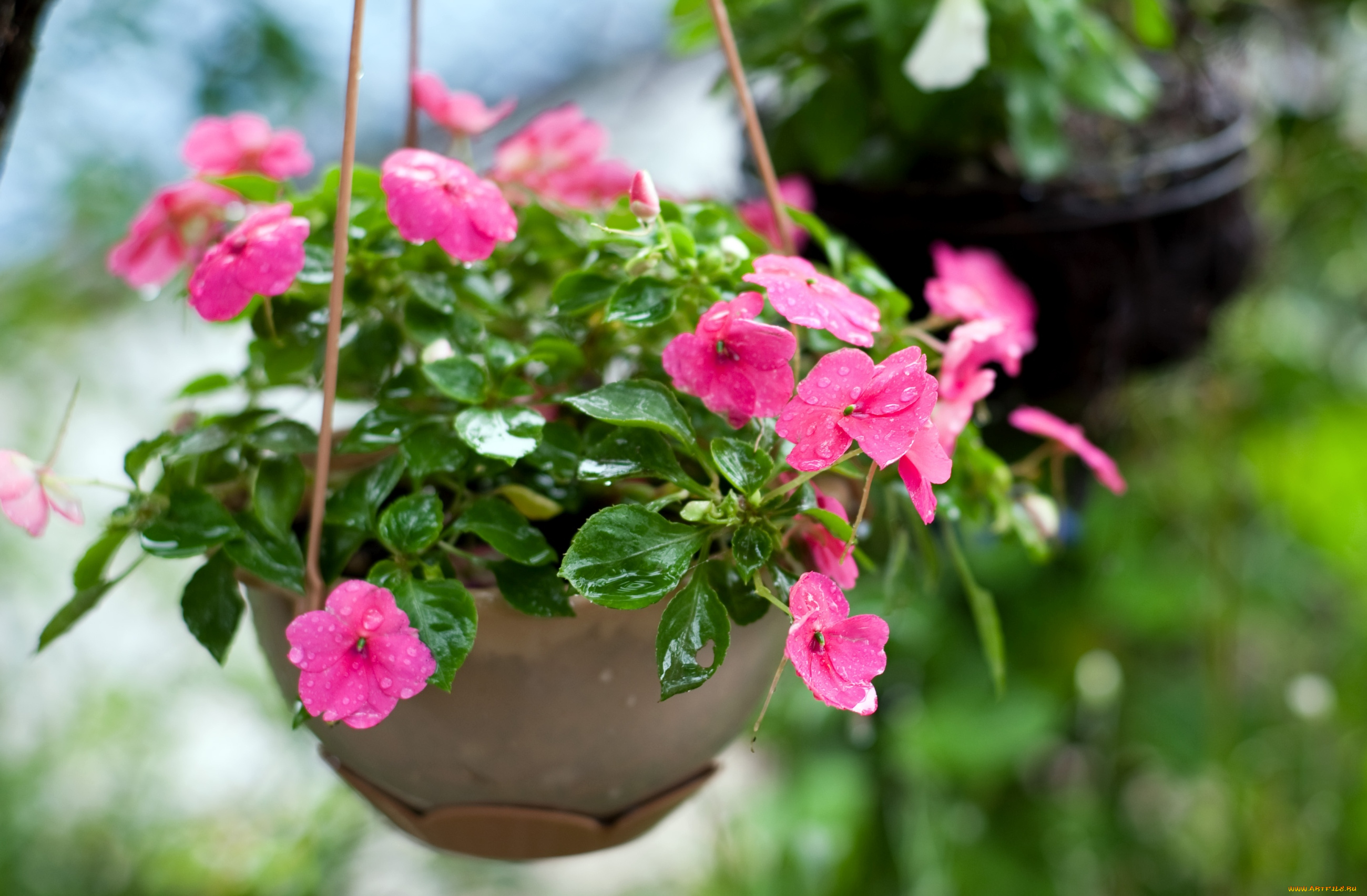 цветы, бальзамины, розовый, капли, горшок