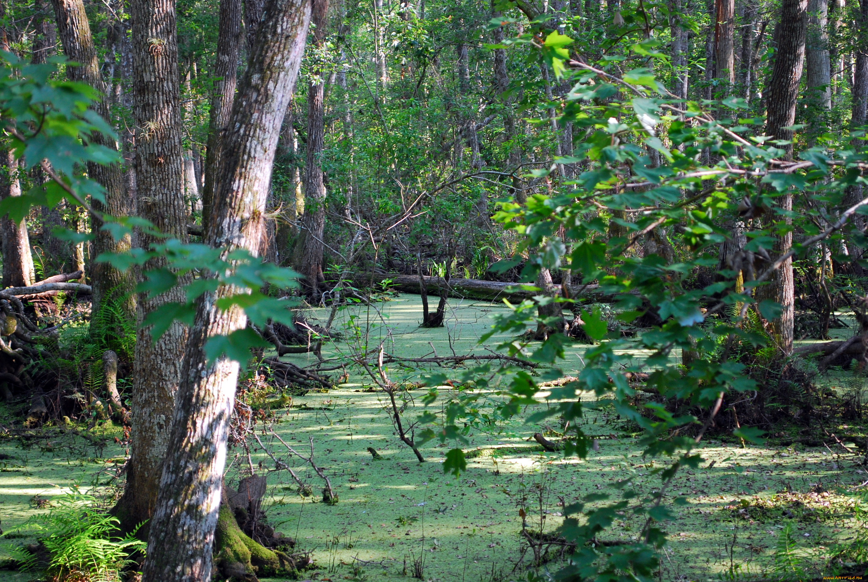 природа, лес, ветки, сучья, вода