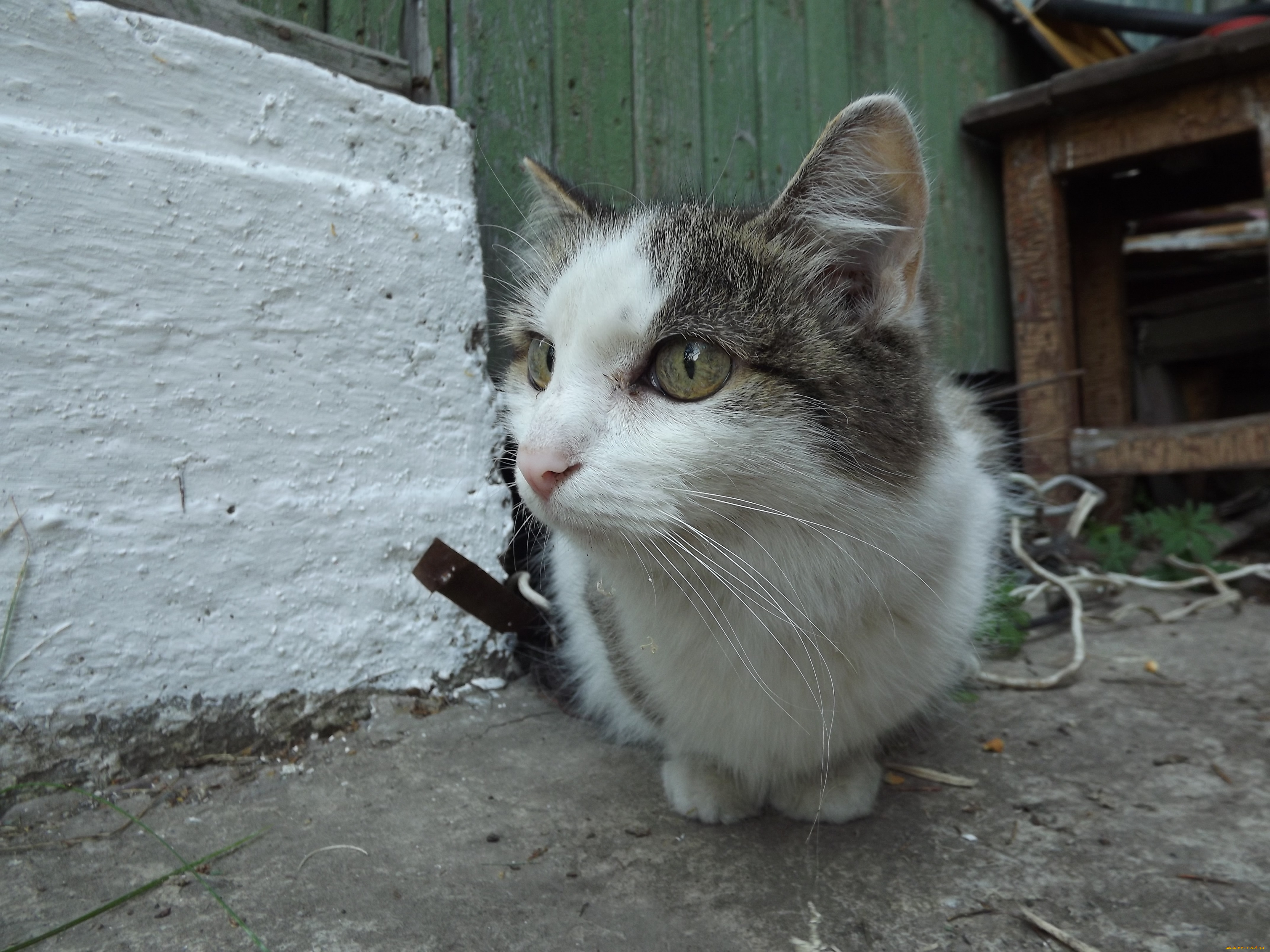 животные, коты, кот