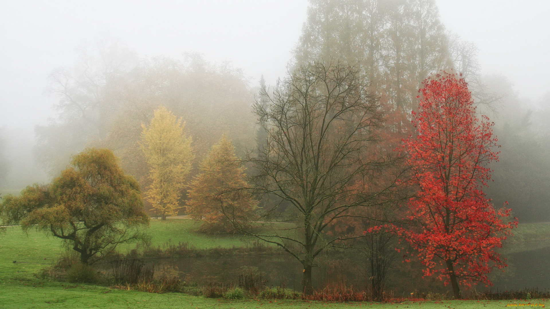 бельгия, фландрия, meise, природа, реки, озера, пейзаж, озеро, деревья, туман