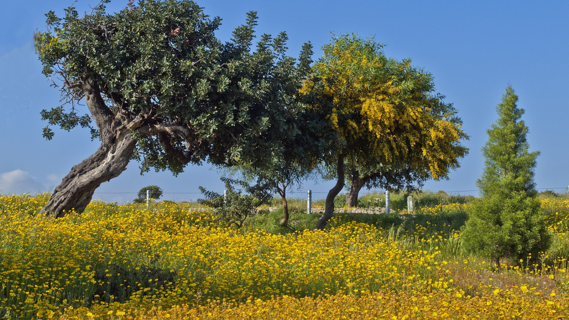природа, деревья, лужайка, трава, цветы