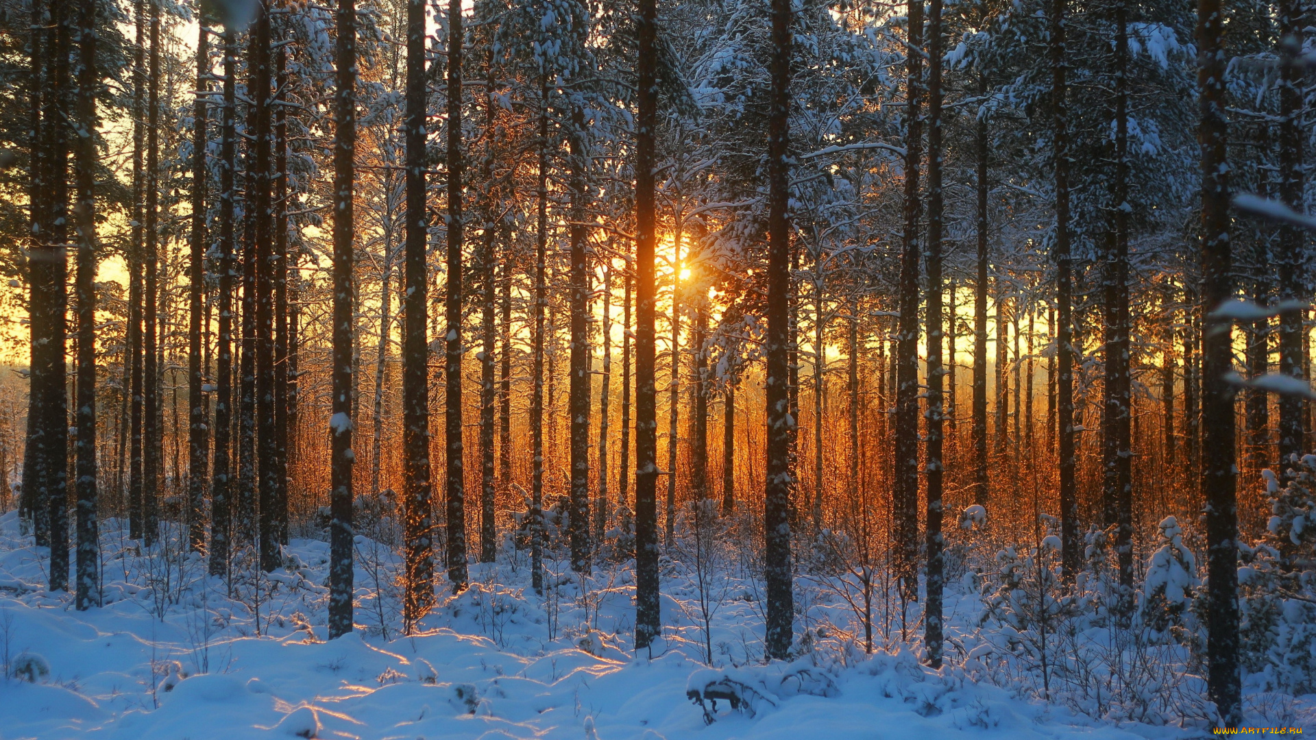 природа, лес, лучи, снег