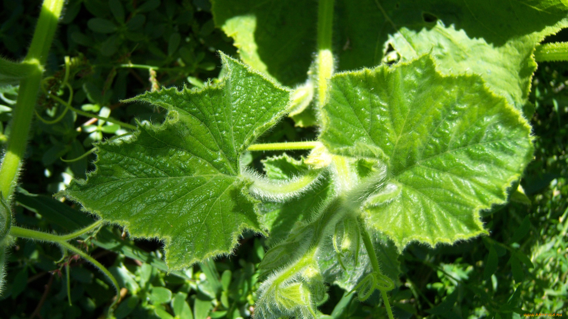 природа, листья