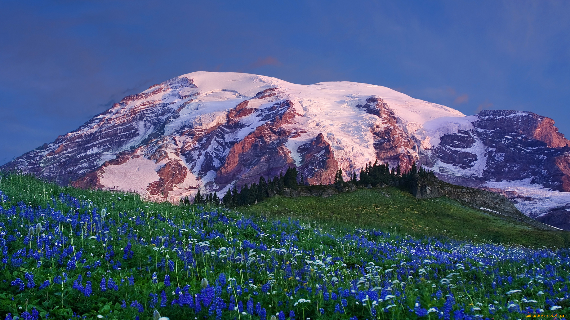 природа, луга, трава, луг, горыц, цветы, mount, rainier, national, park, национальный, парк, маунт-рейнир
