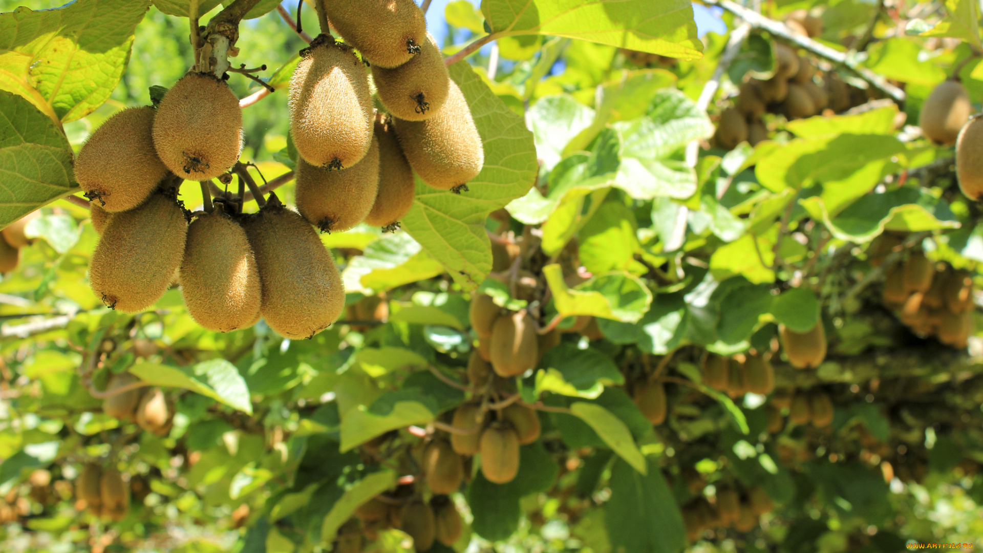 природа, плоды, дерево, ветки, листва, киви