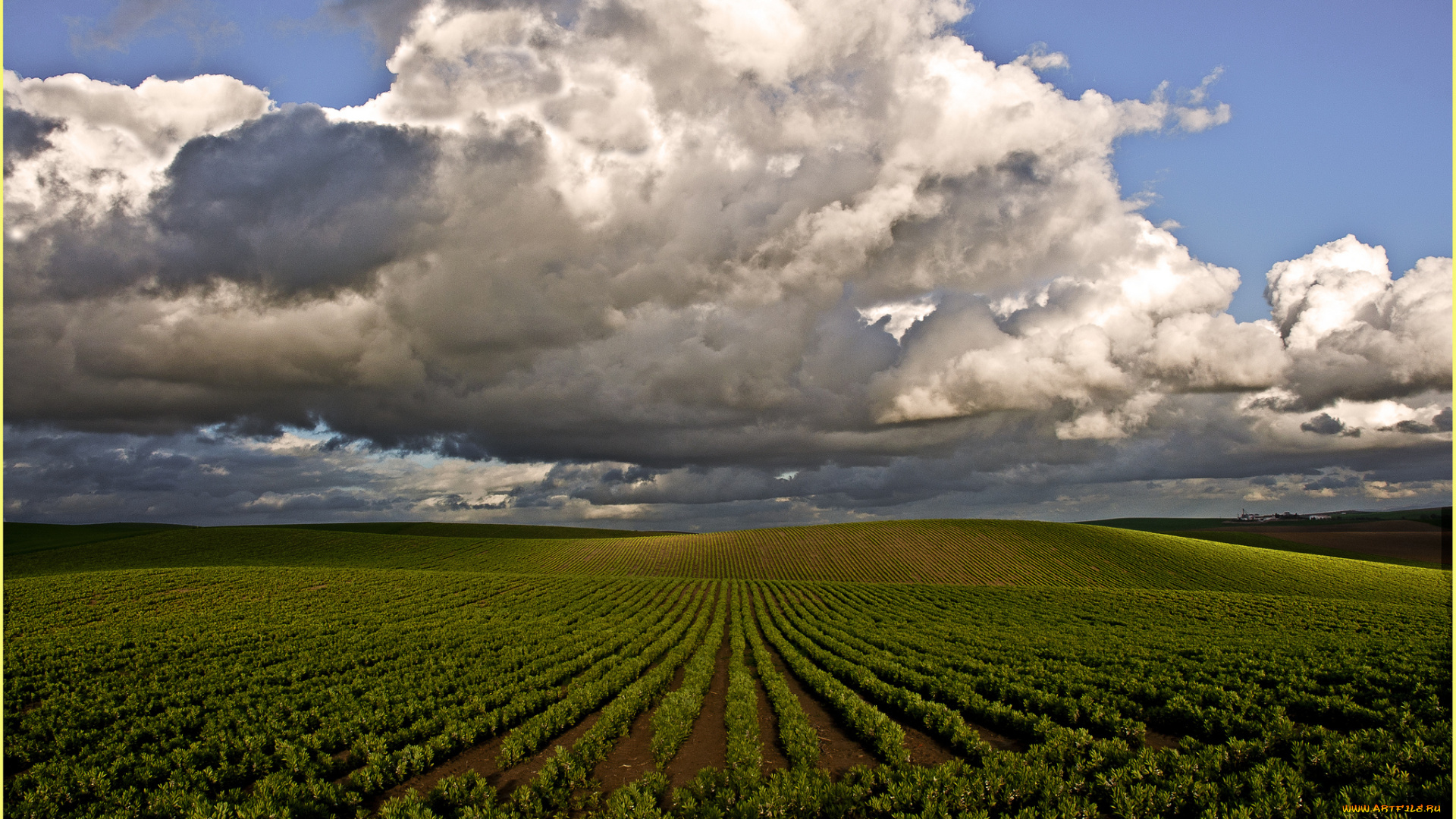 природа, поля, горизонт, облака, посевы, поле