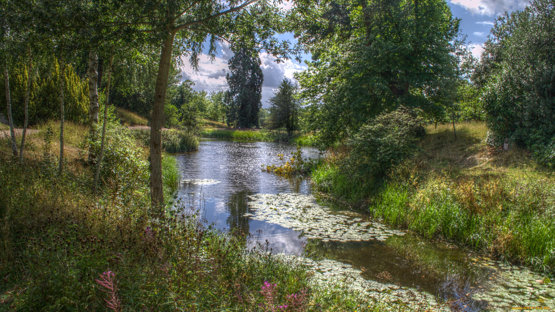 природа, реки, озера, лето, лес, река, луг, трава, цветы, водоросли